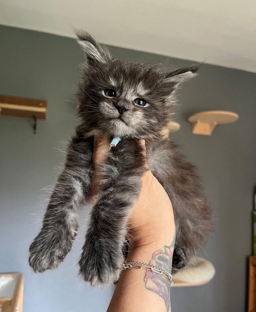 My Mainecoon kitten up for adoption image 1