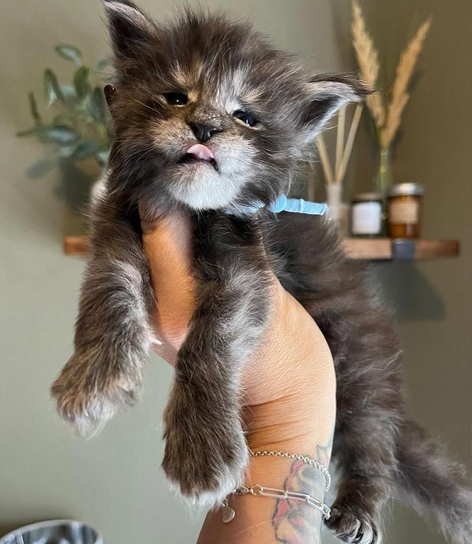 My Mainecoon kitten up for adoption image 3