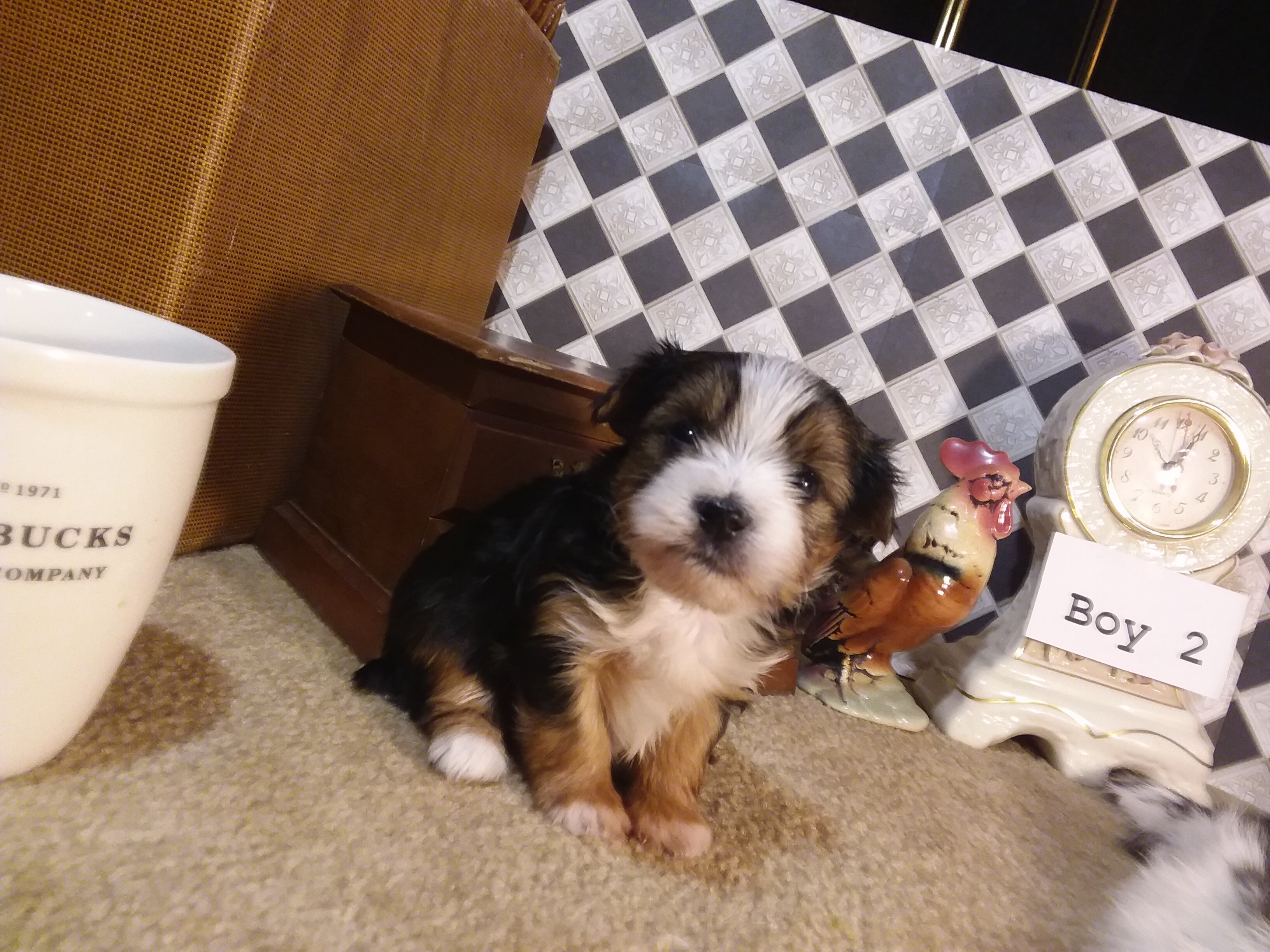 AKC Yorkie Puppies Girls and Boys♥ image 2