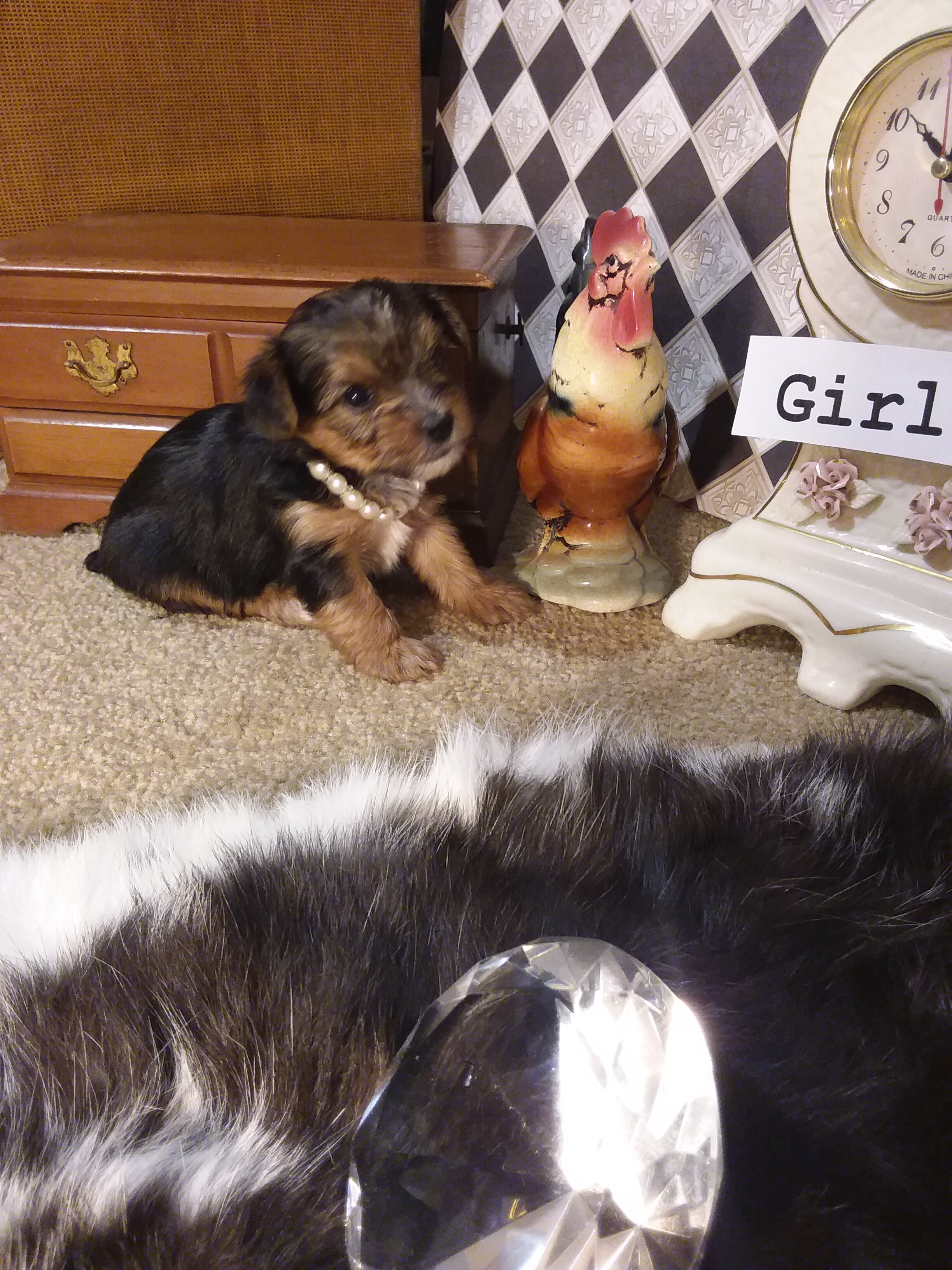 AKC Yorkie Puppies Girls and Boys♥ image 4