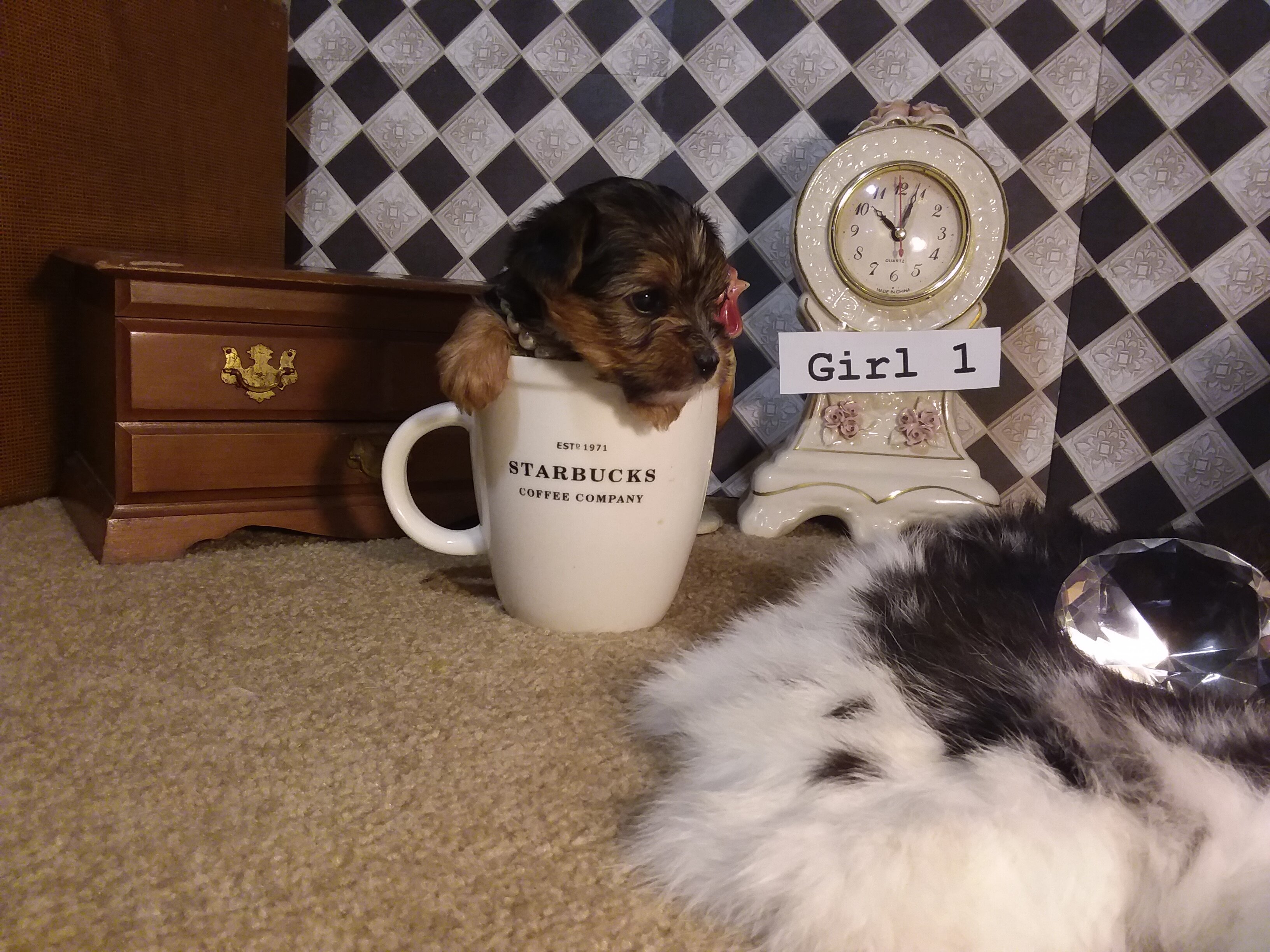 AKC Yorkie Puppies Girls and Boys♥ image 5