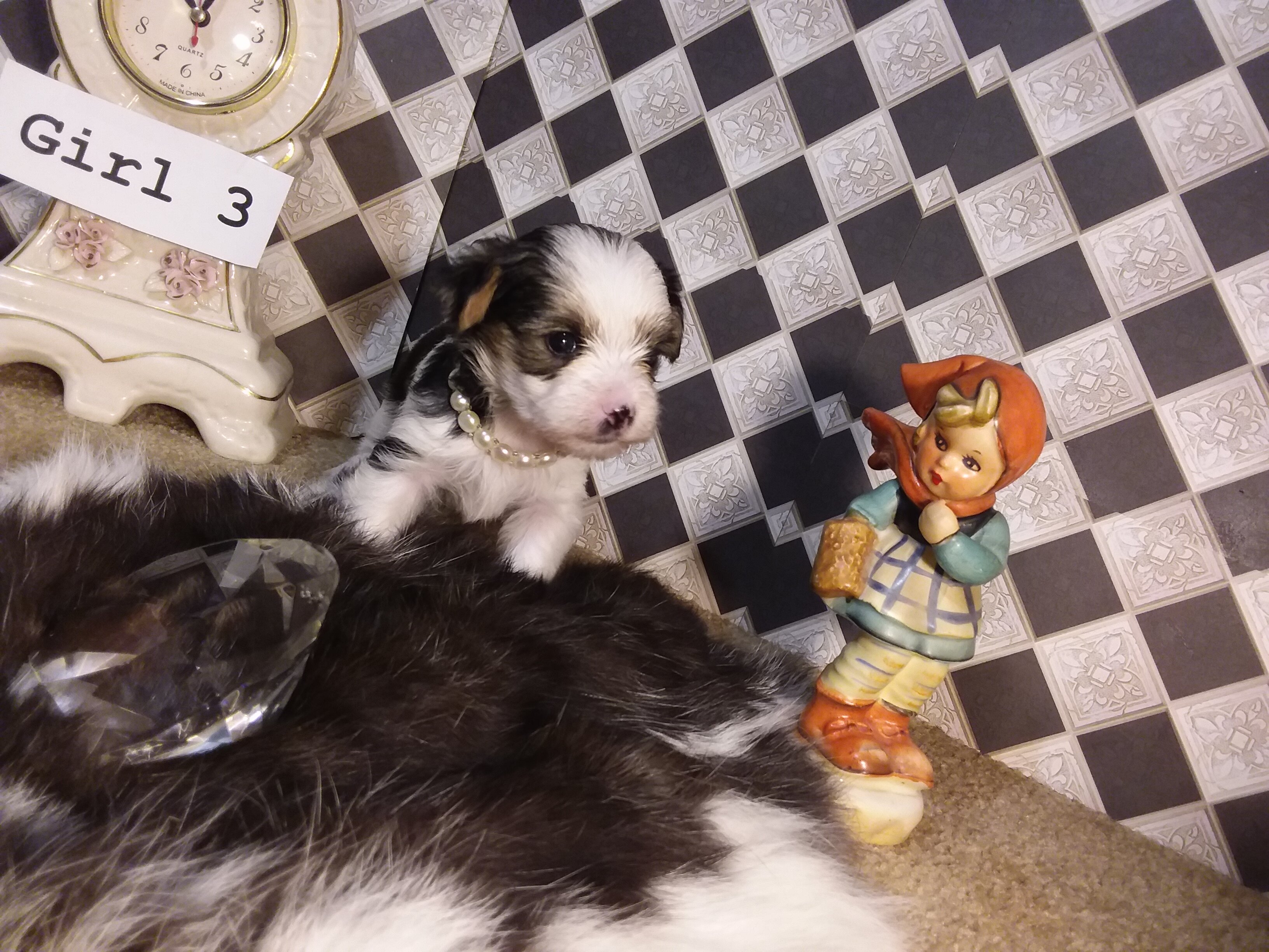 AKC Yorkie Puppies Girls and Boys♥ image 7