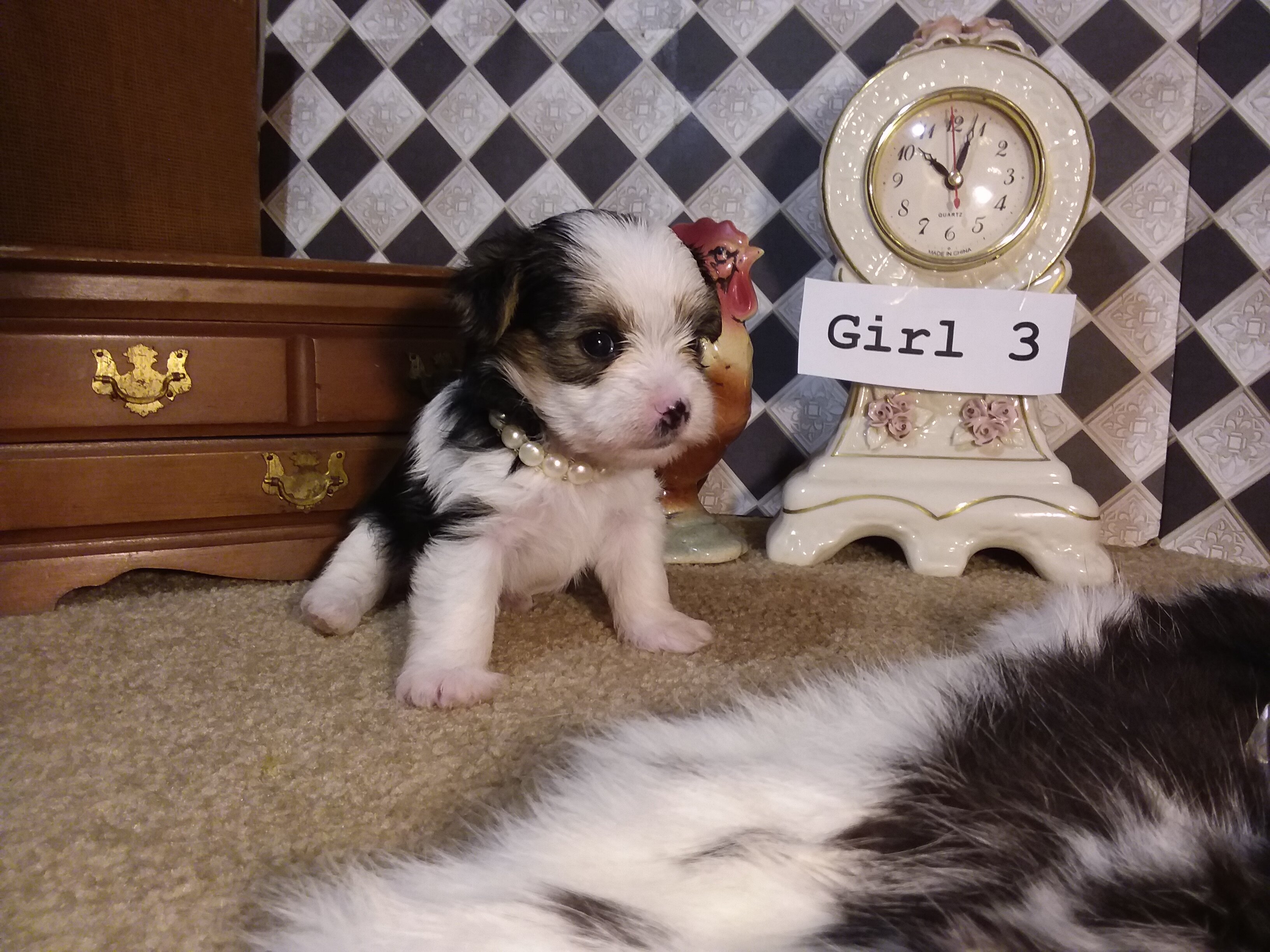 AKC Yorkie Puppies Girls and Boys♥ image 1