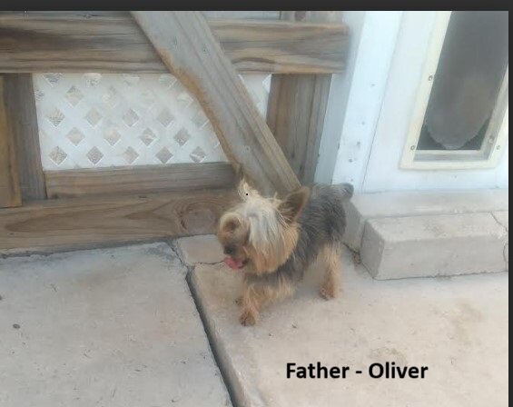 AKC Yorkie Puppies Girls and Boys♥ image 10