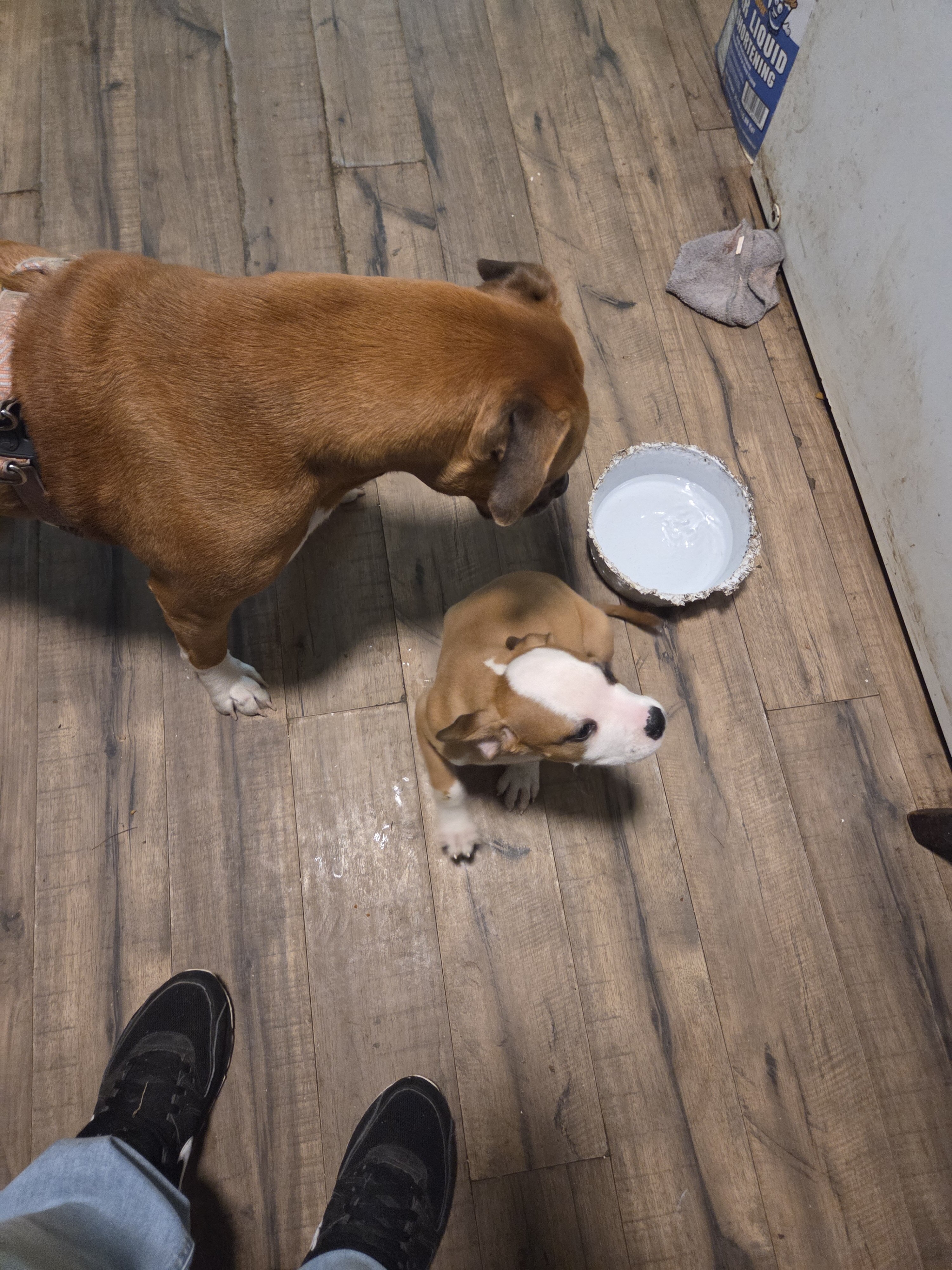 Adorable pit bull puppy image 4