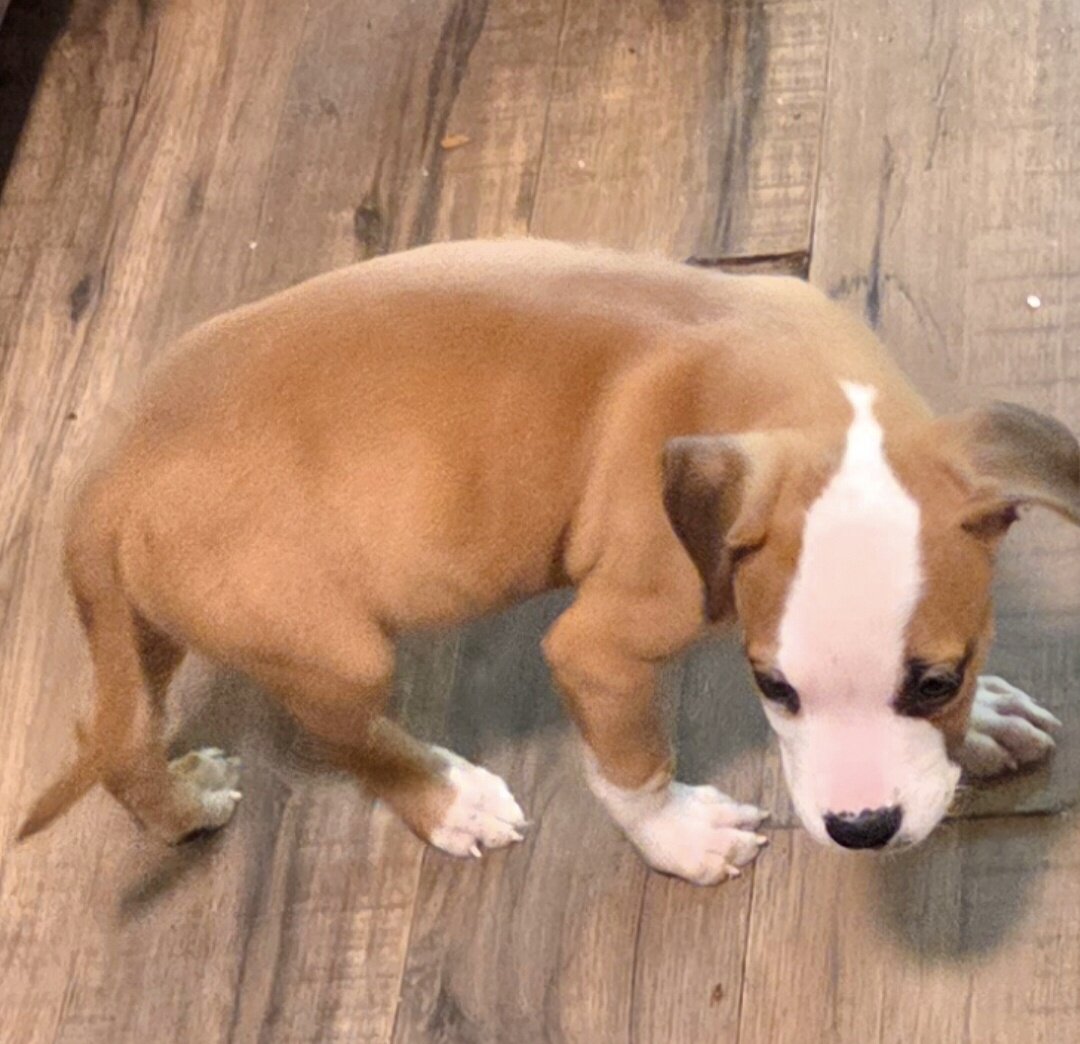 Adorable pit bull puppy image 3