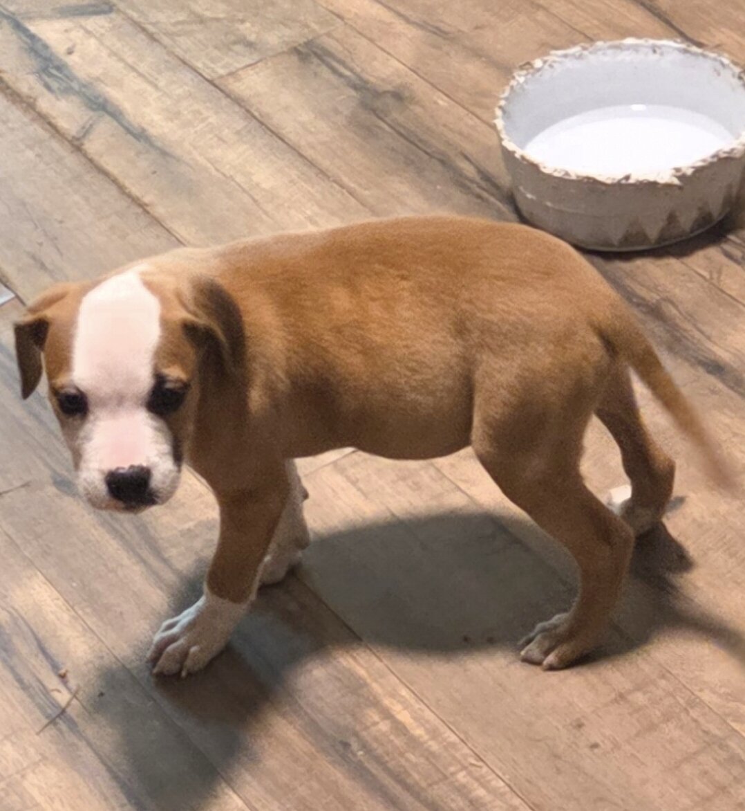 Adorable pit bull puppy image 2