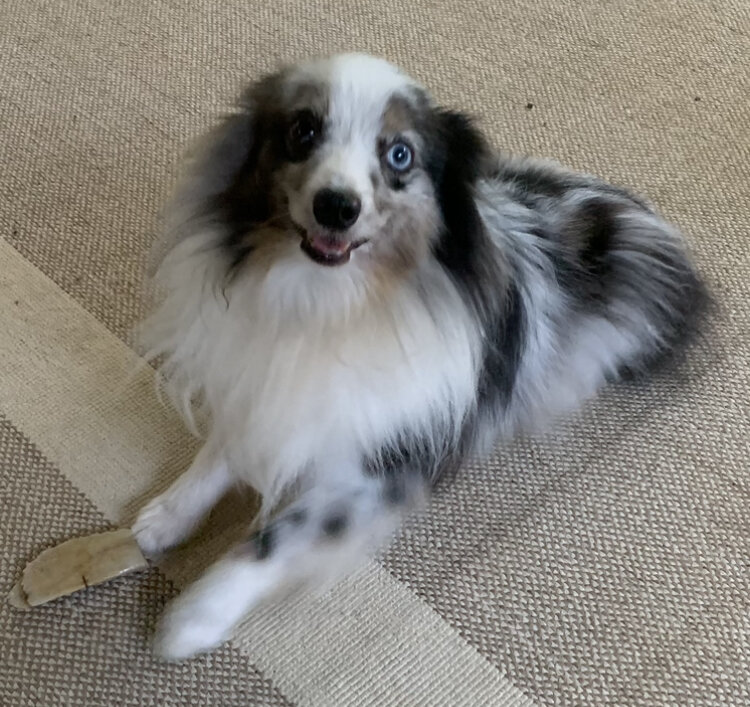 Toy Aussie image 1