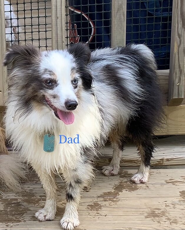 Toy Aussie image 2