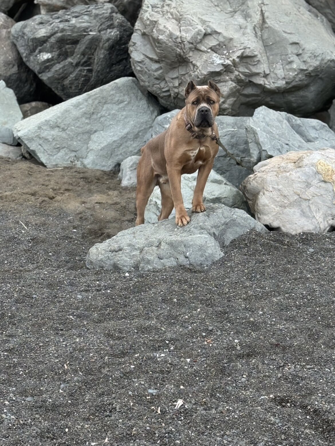 15 AKC Champion Bloodline Cane Corso Puppies image 4