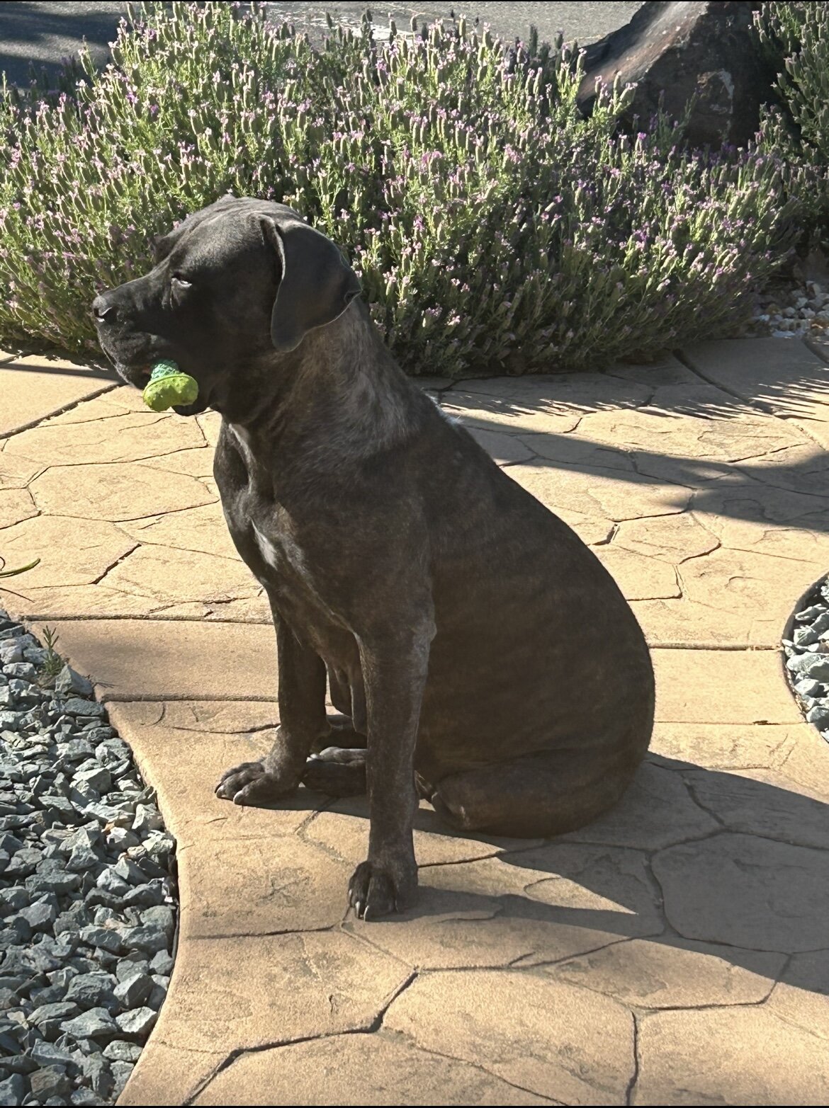 15 AKC Champion Bloodline Cane Corso Puppies image 5