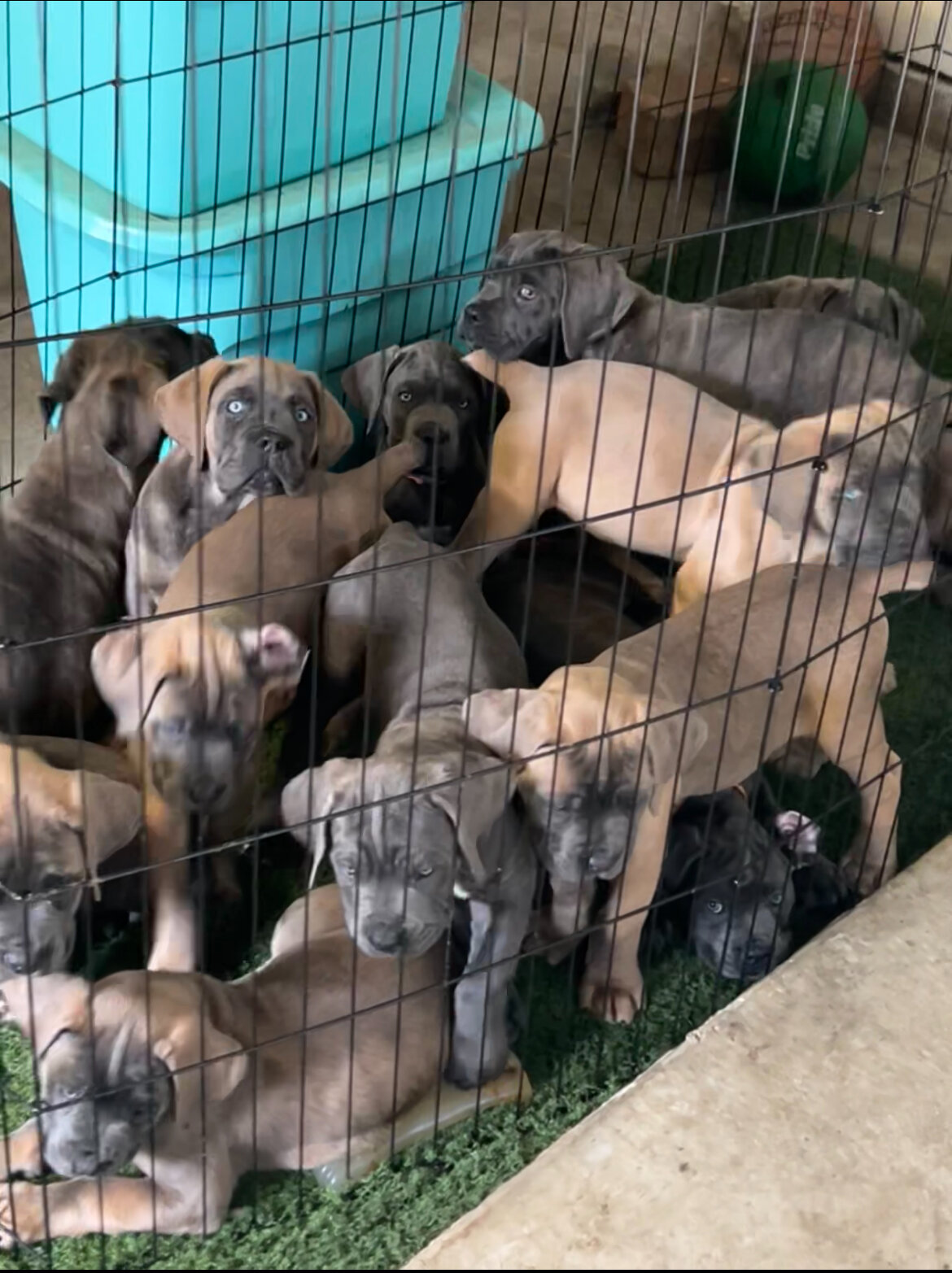 15 AKC Champion Bloodline Cane Corso Puppies image 1