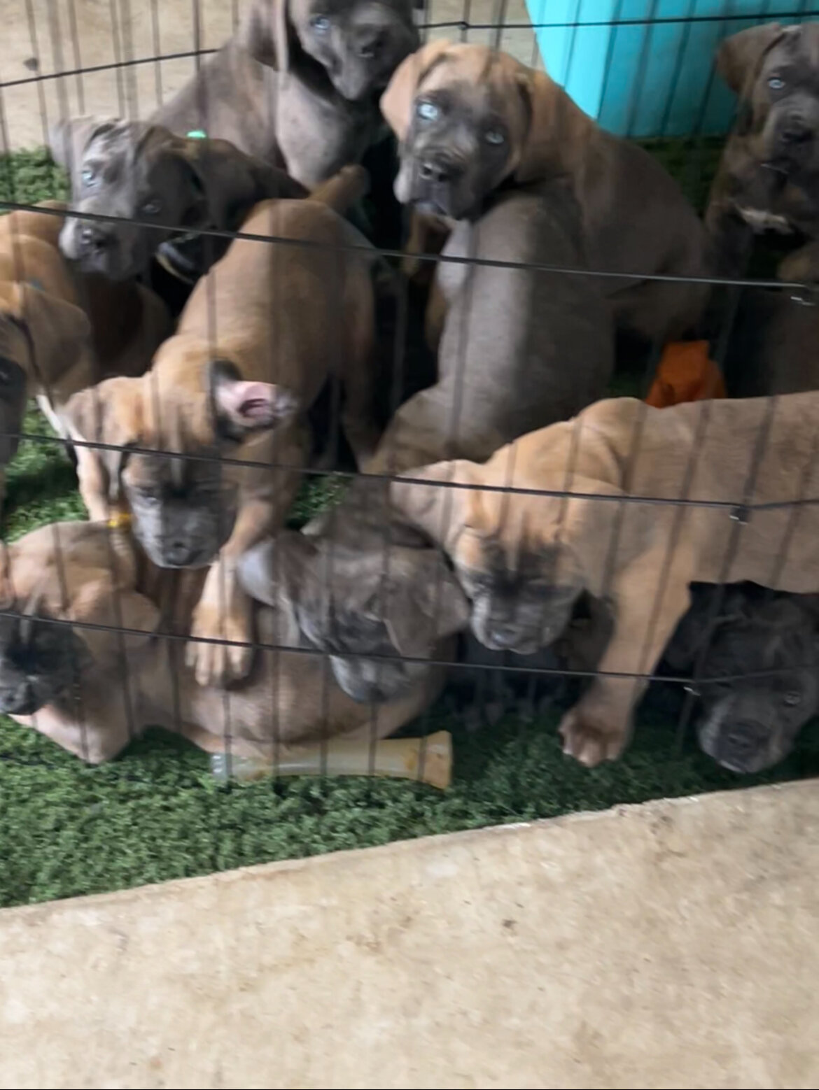15 AKC Champion Bloodline Cane Corso Puppies image 2