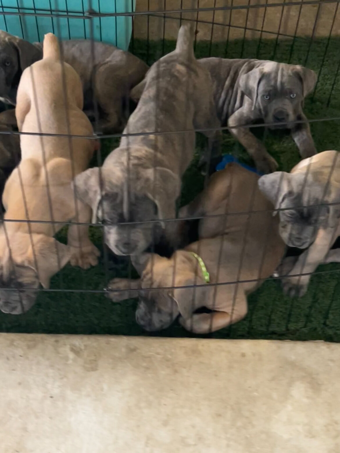 15 AKC Champion Bloodline Cane Corso Puppies image 3