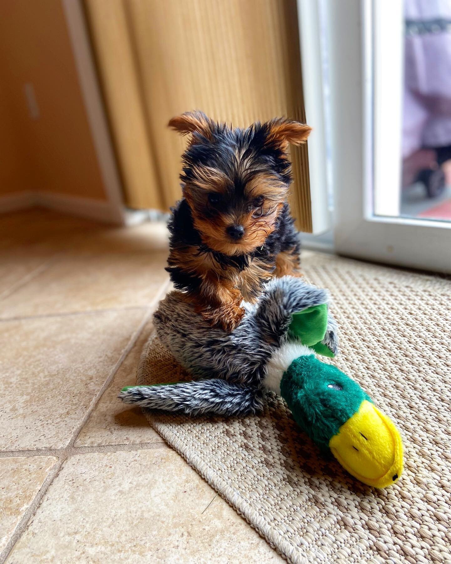 Super Cute Yorkie puppies image 1