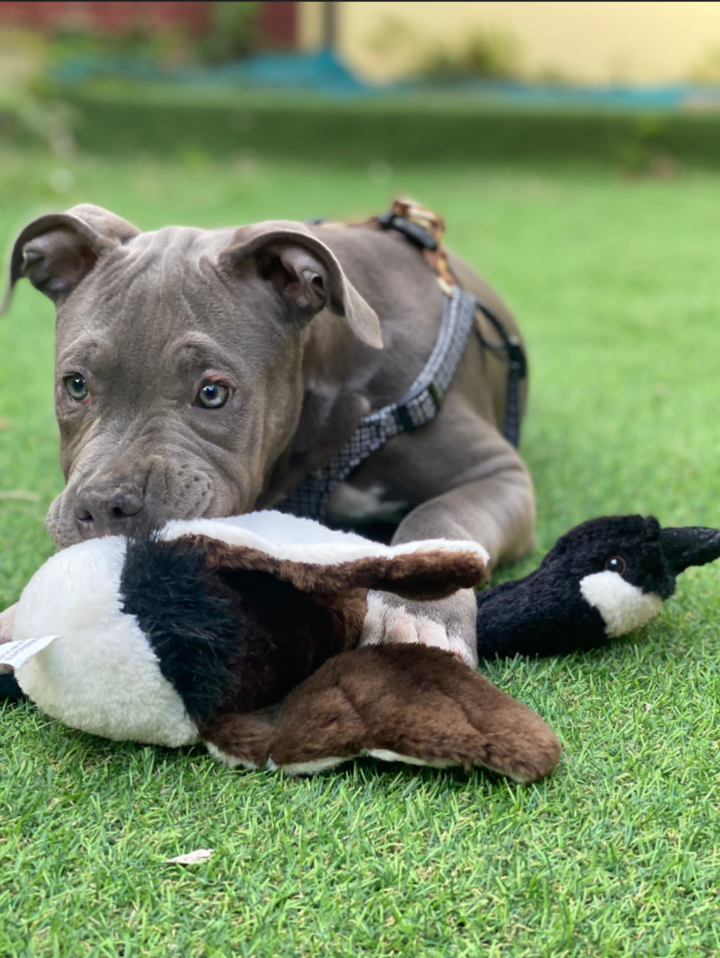 Pet image 1