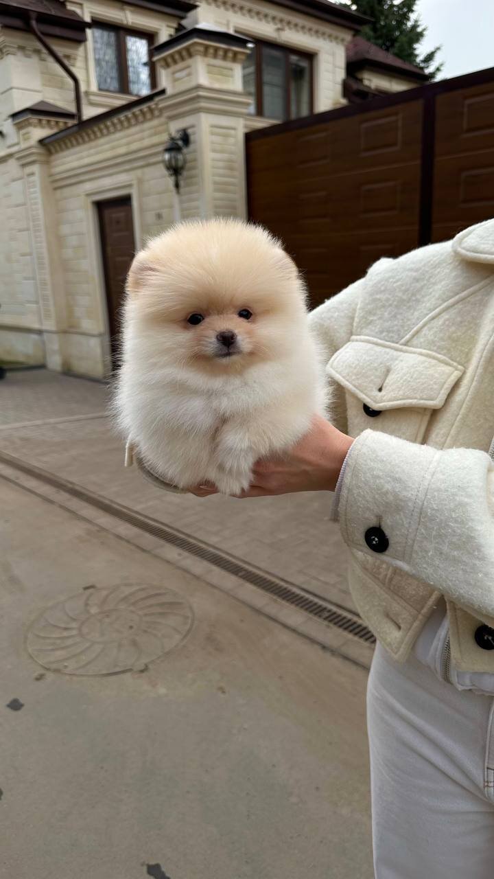 Very lovely pomeranian puppy image 3