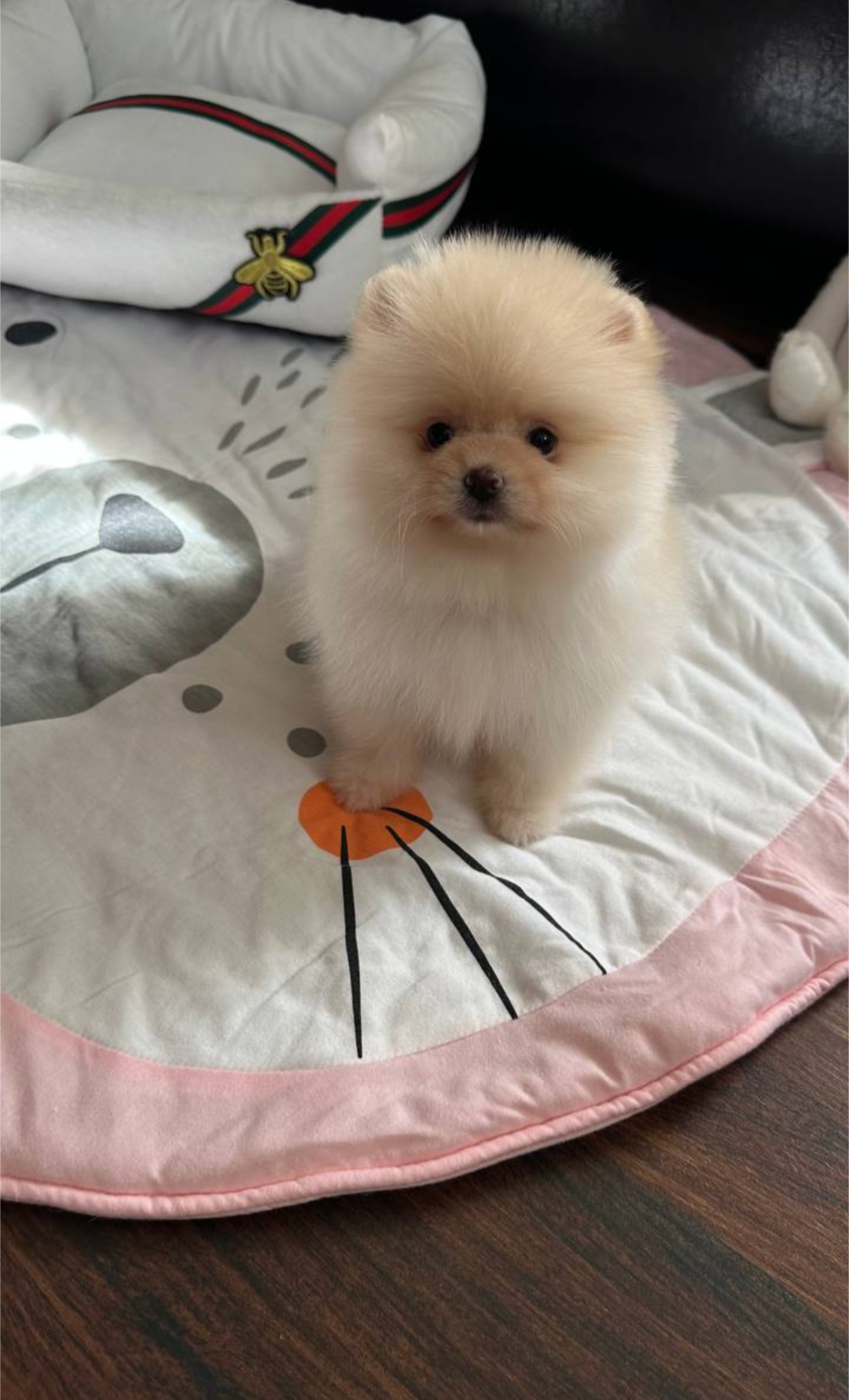 Very lovely pomeranian puppy image 1
