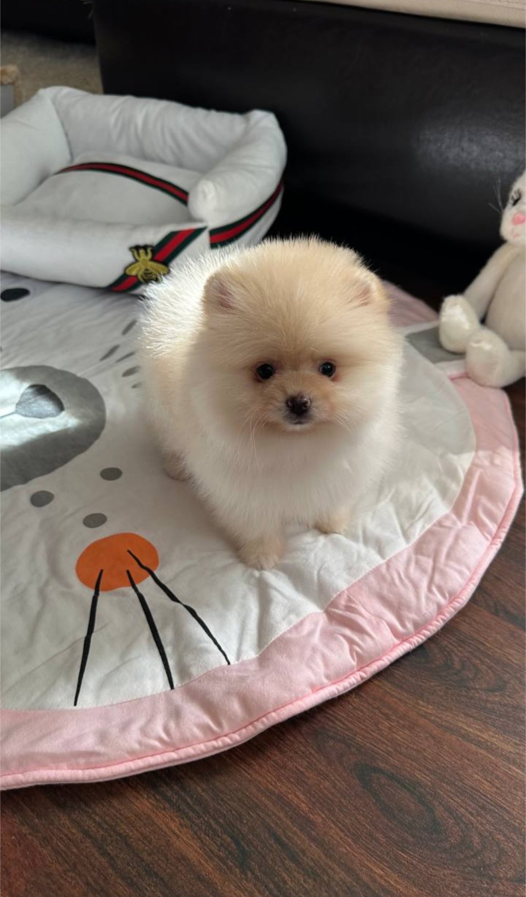 Very lovely pomeranian puppy image 2