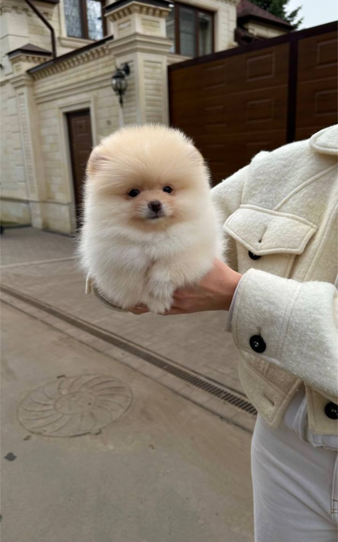 Very lovely pomeranian puppy image 4
