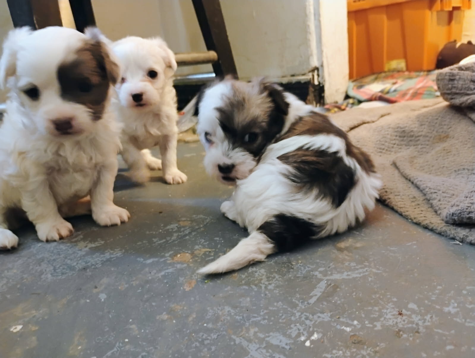Adorable Jack Russell mix' image 3