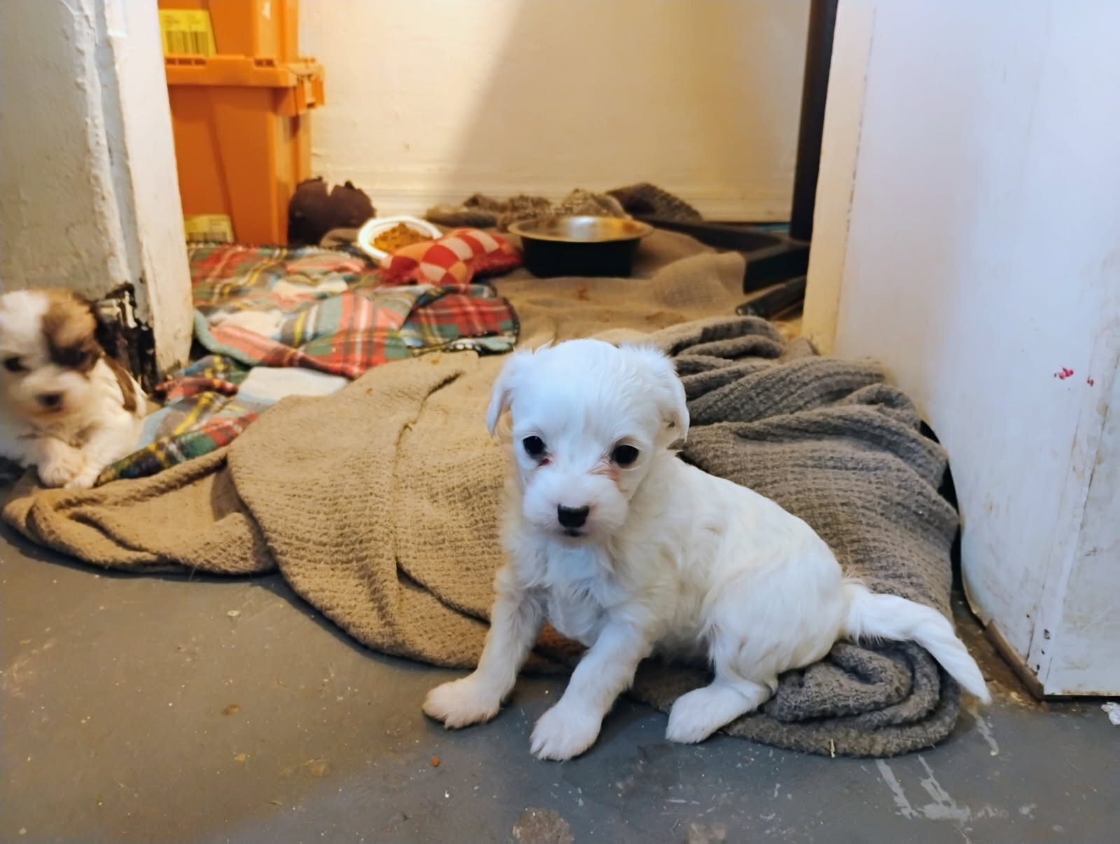 Adorable Jack Russell mix' image 4