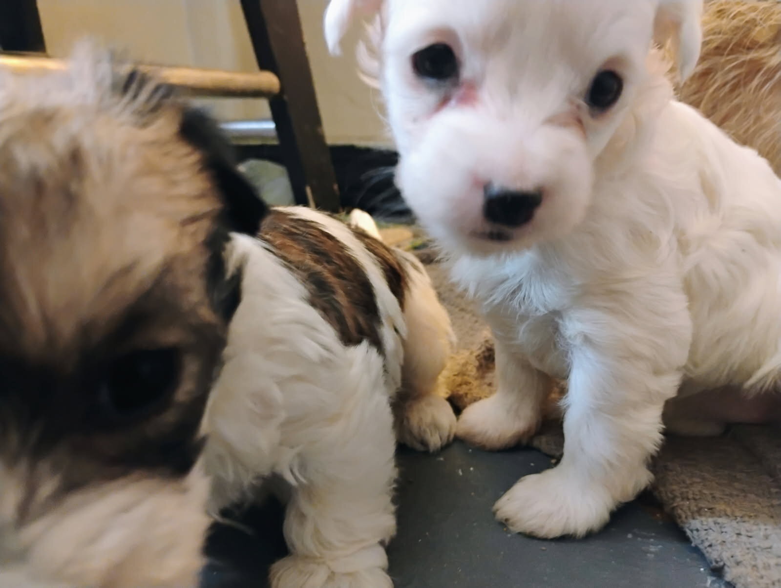 Adorable Jack Russell mix' image 1