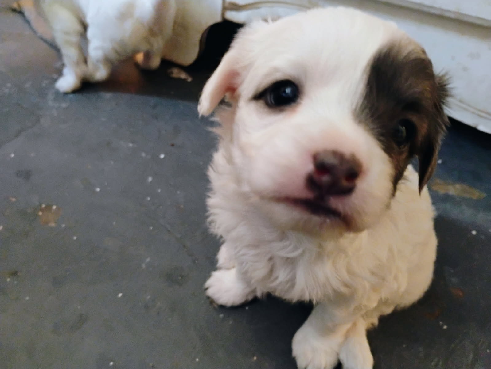 Adorable Jack Russell mix' image 6