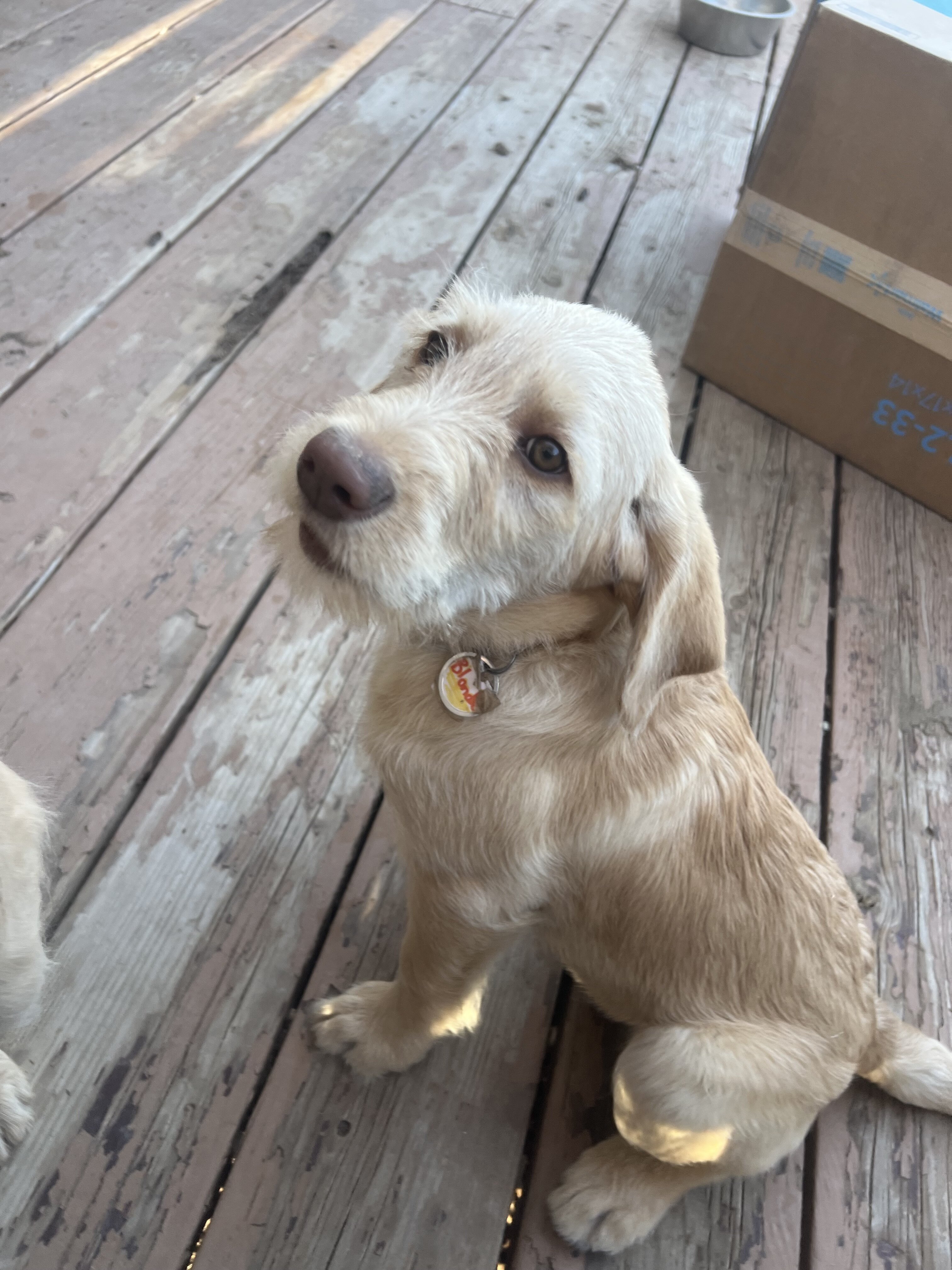 Labradoodle image 1