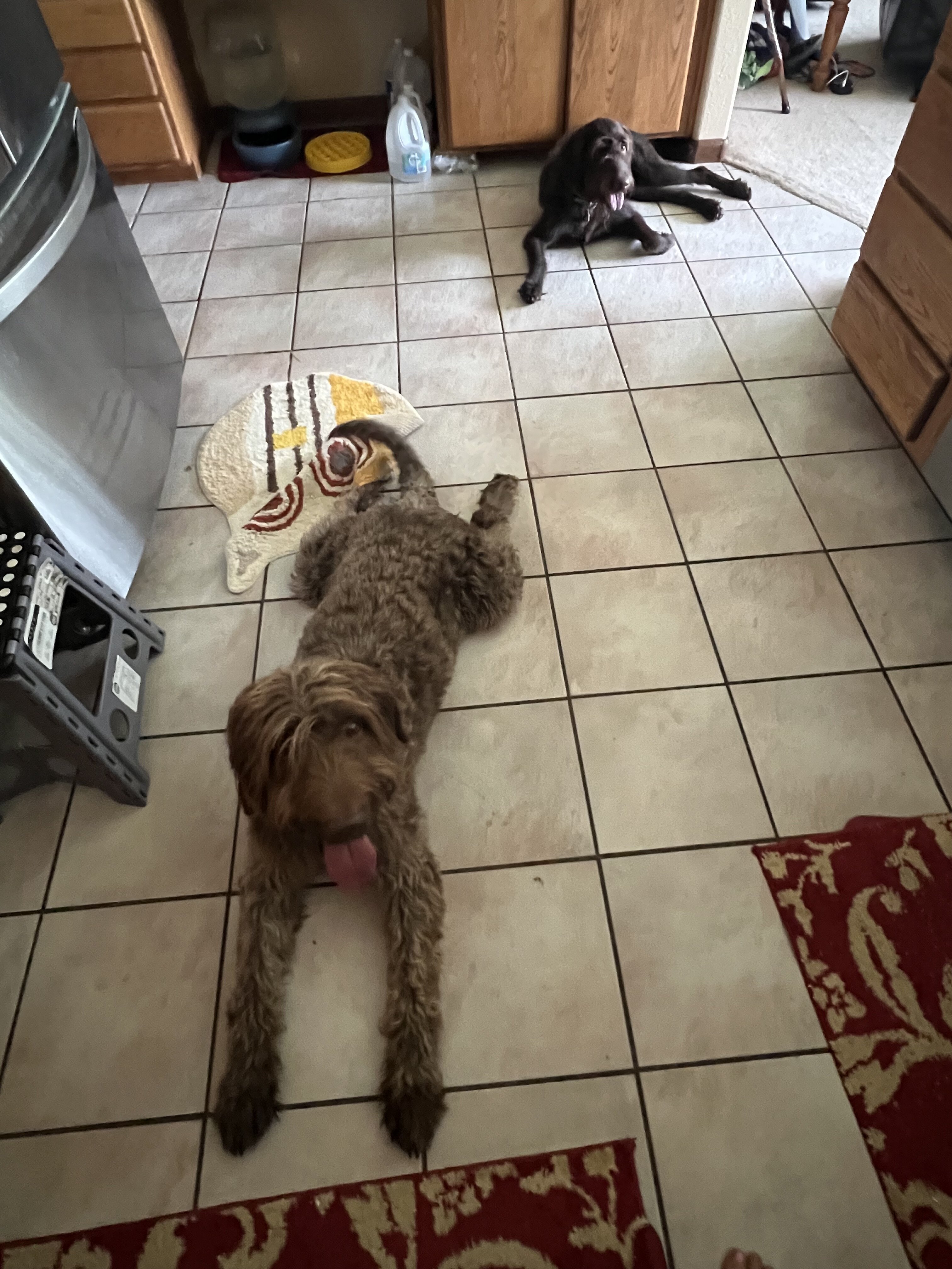 Labradoodle puppies image 8