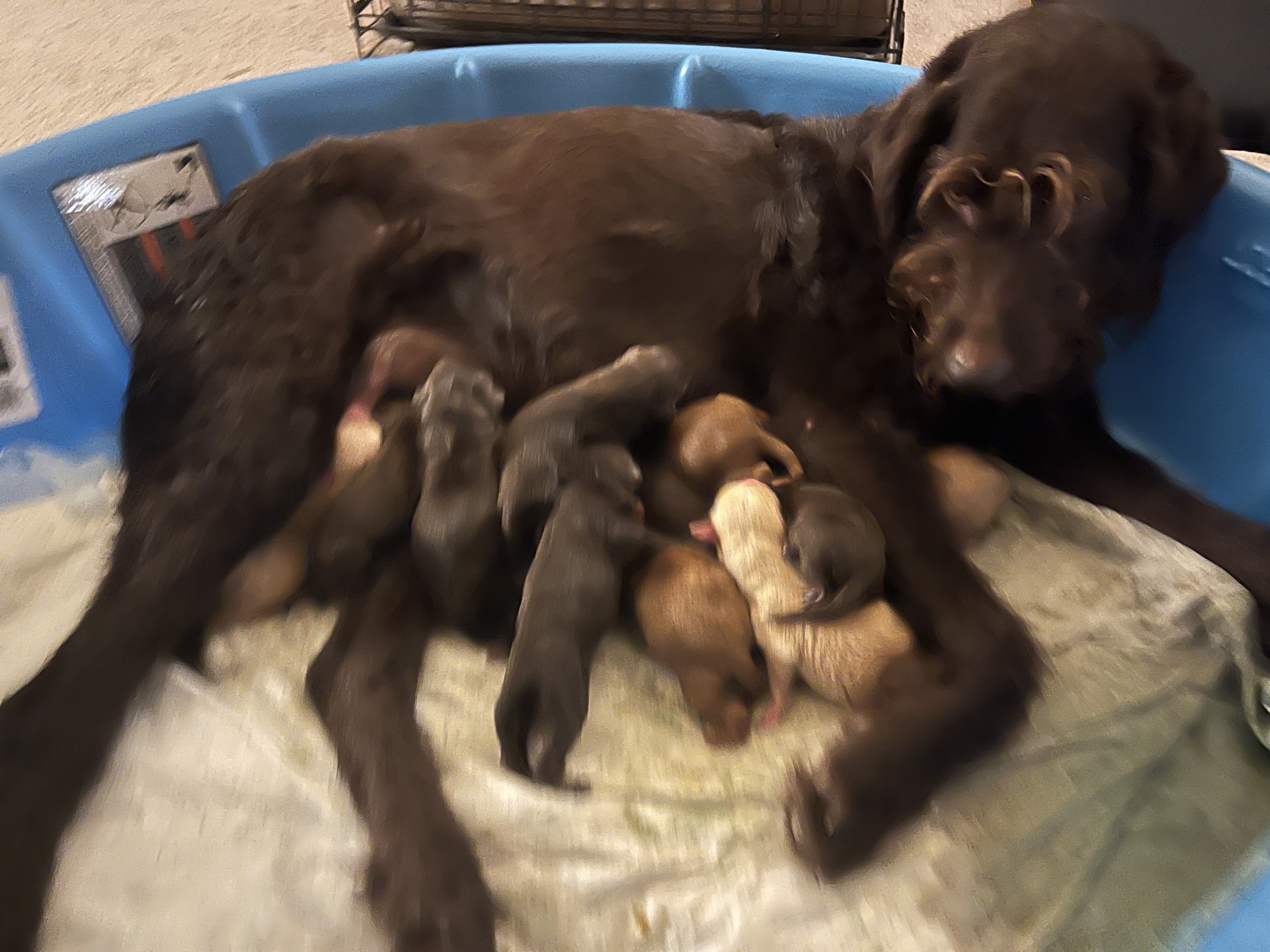 Labradoodle puppies image 4