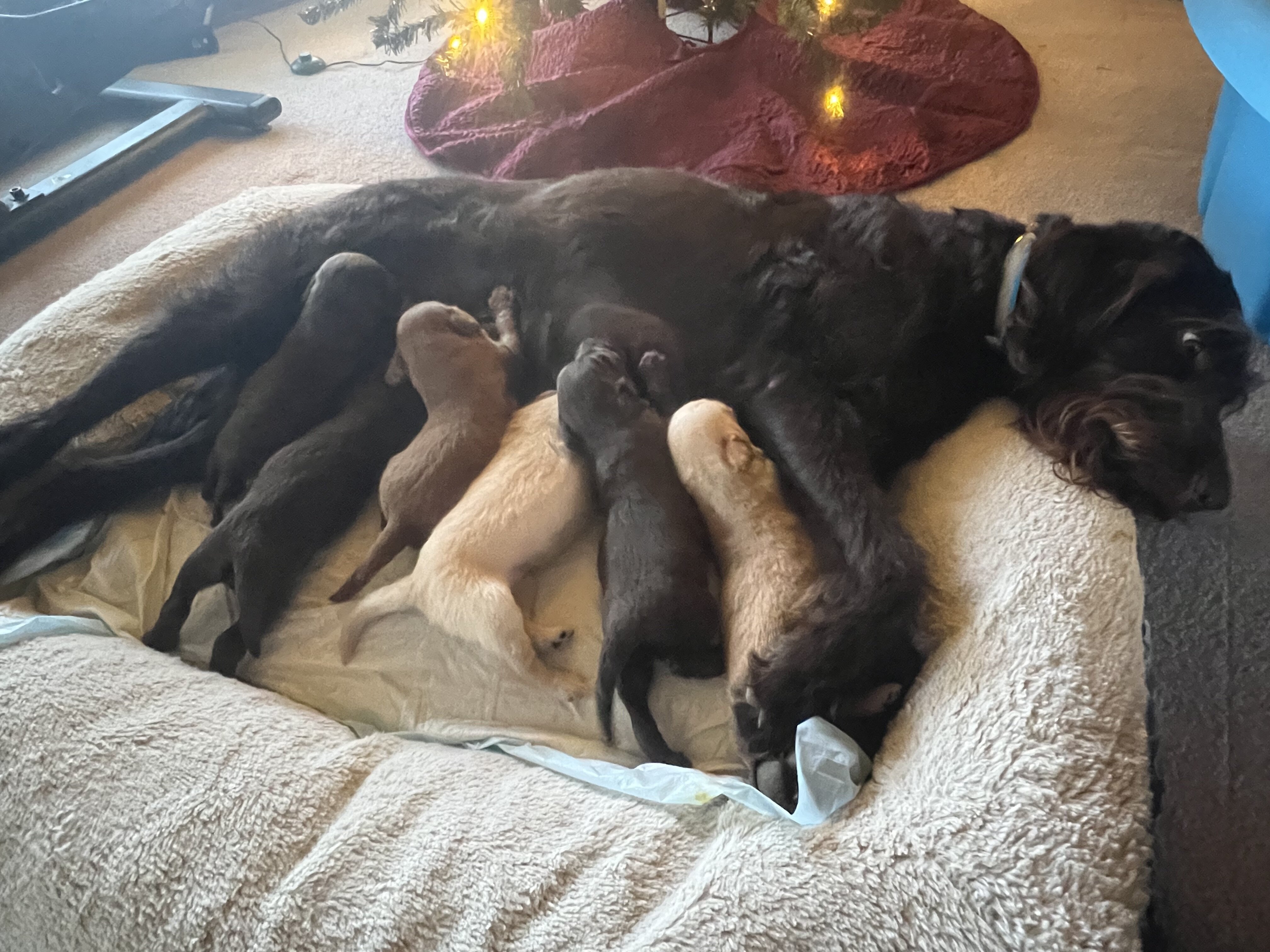 Labradoodle puppies image 5