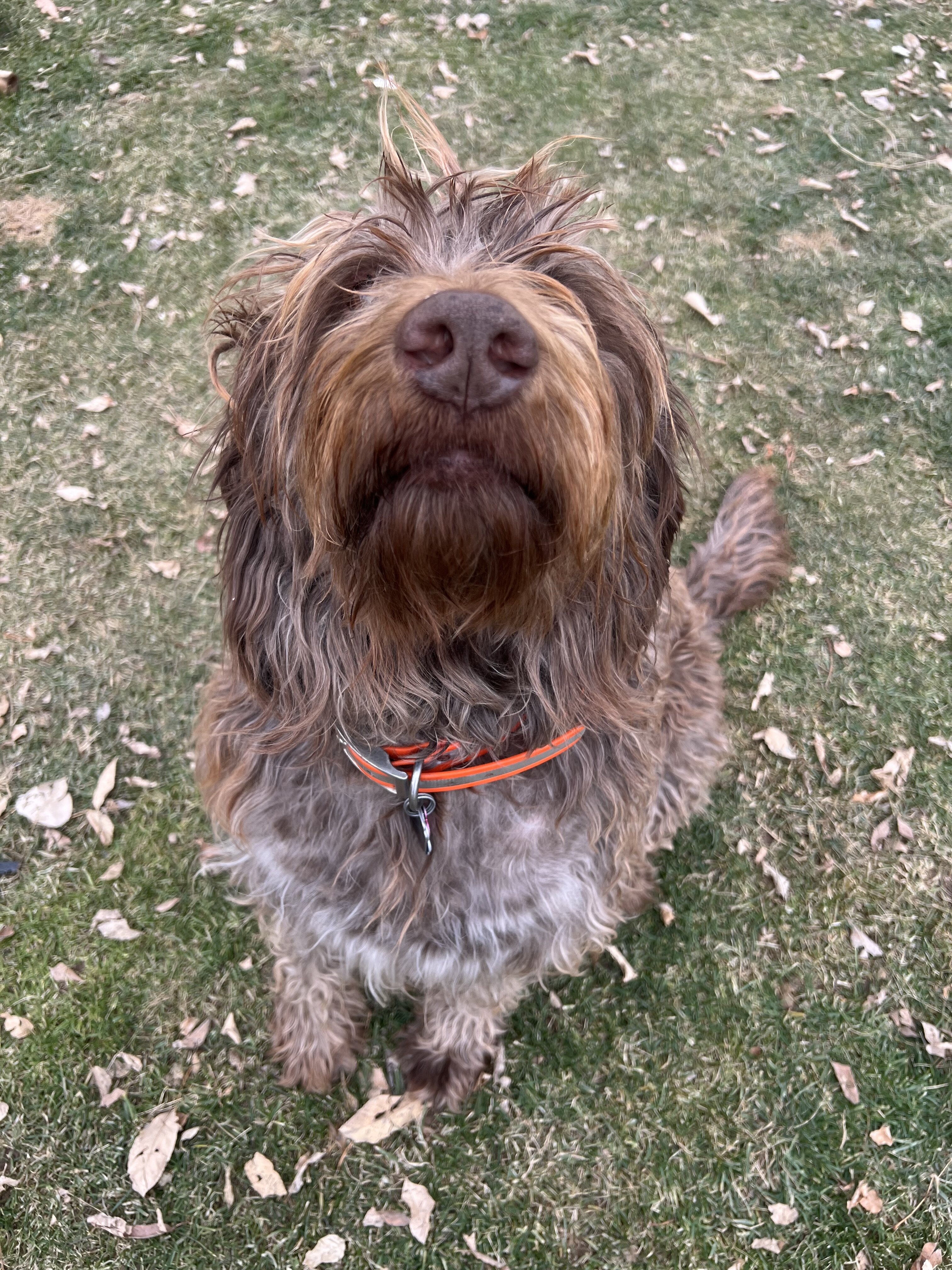 Labradoodle puppies image 7