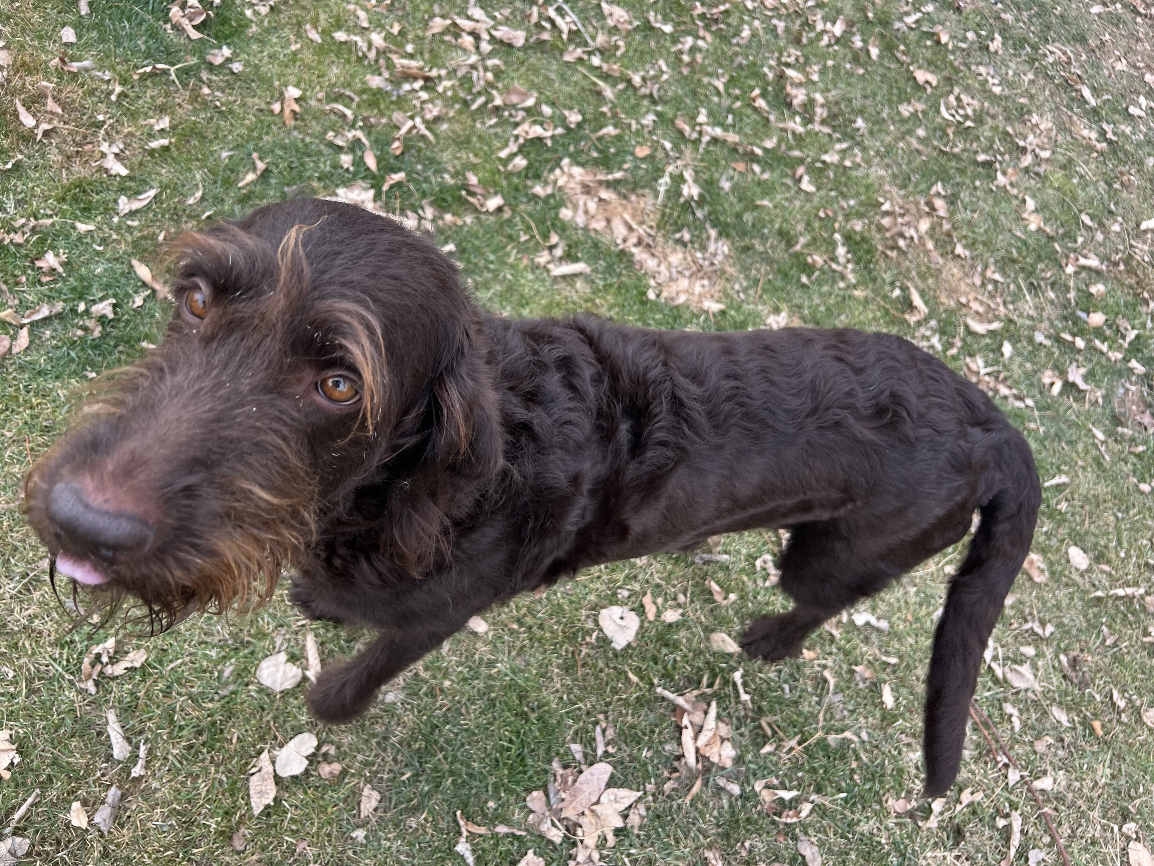 Labradoodle puppies image 6