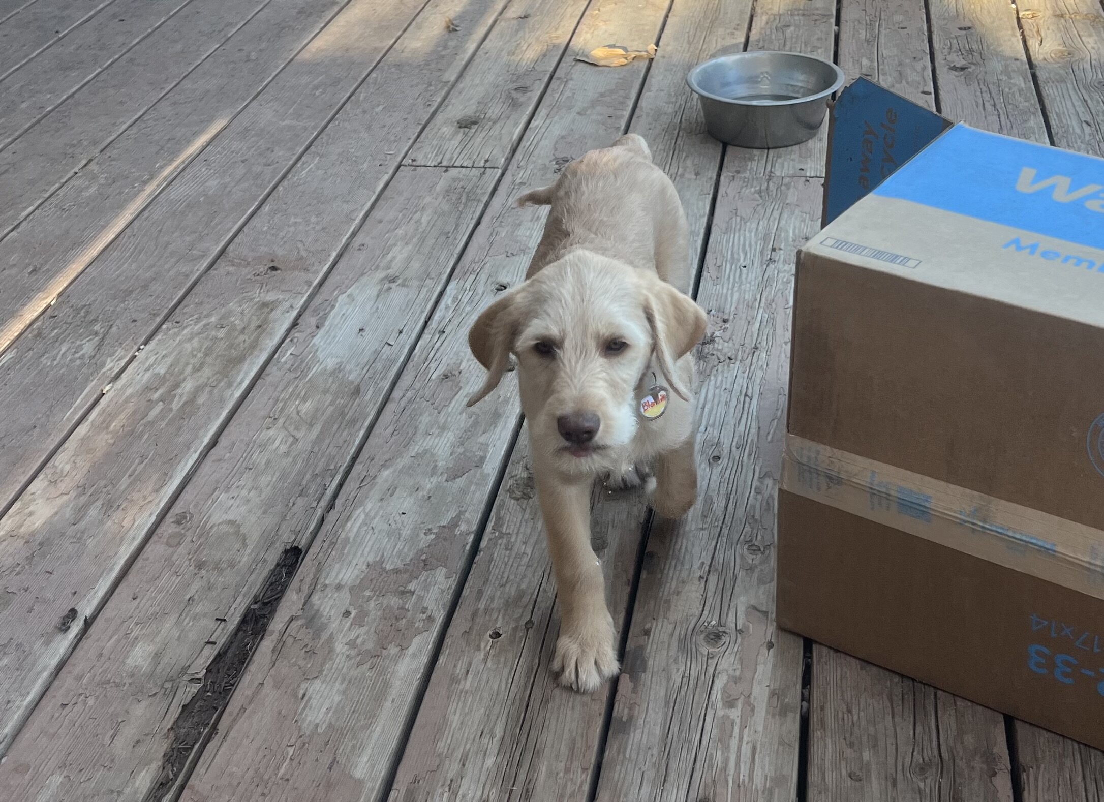 Labradoodle puppies image 3