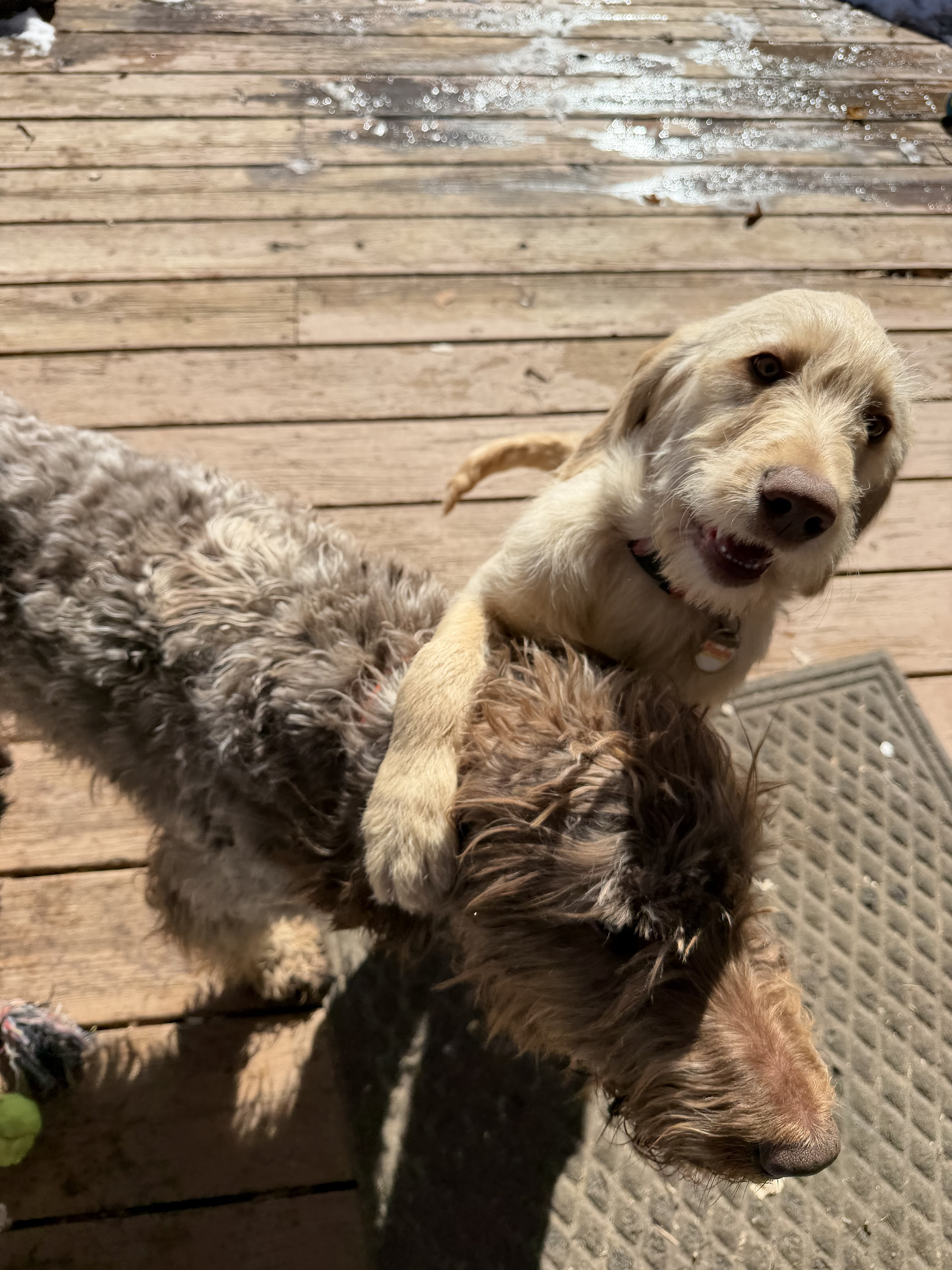 Labradoodle puppies image 1