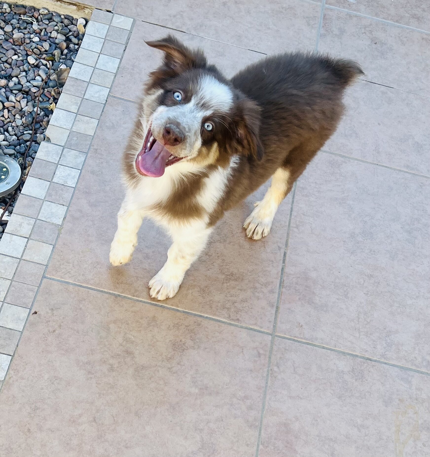 Australian shepherd puppies image 1