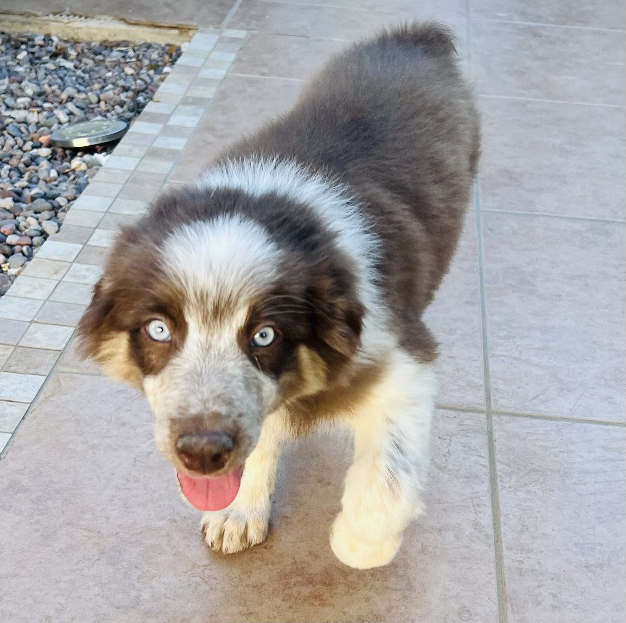Australian shepherd puppies image 2