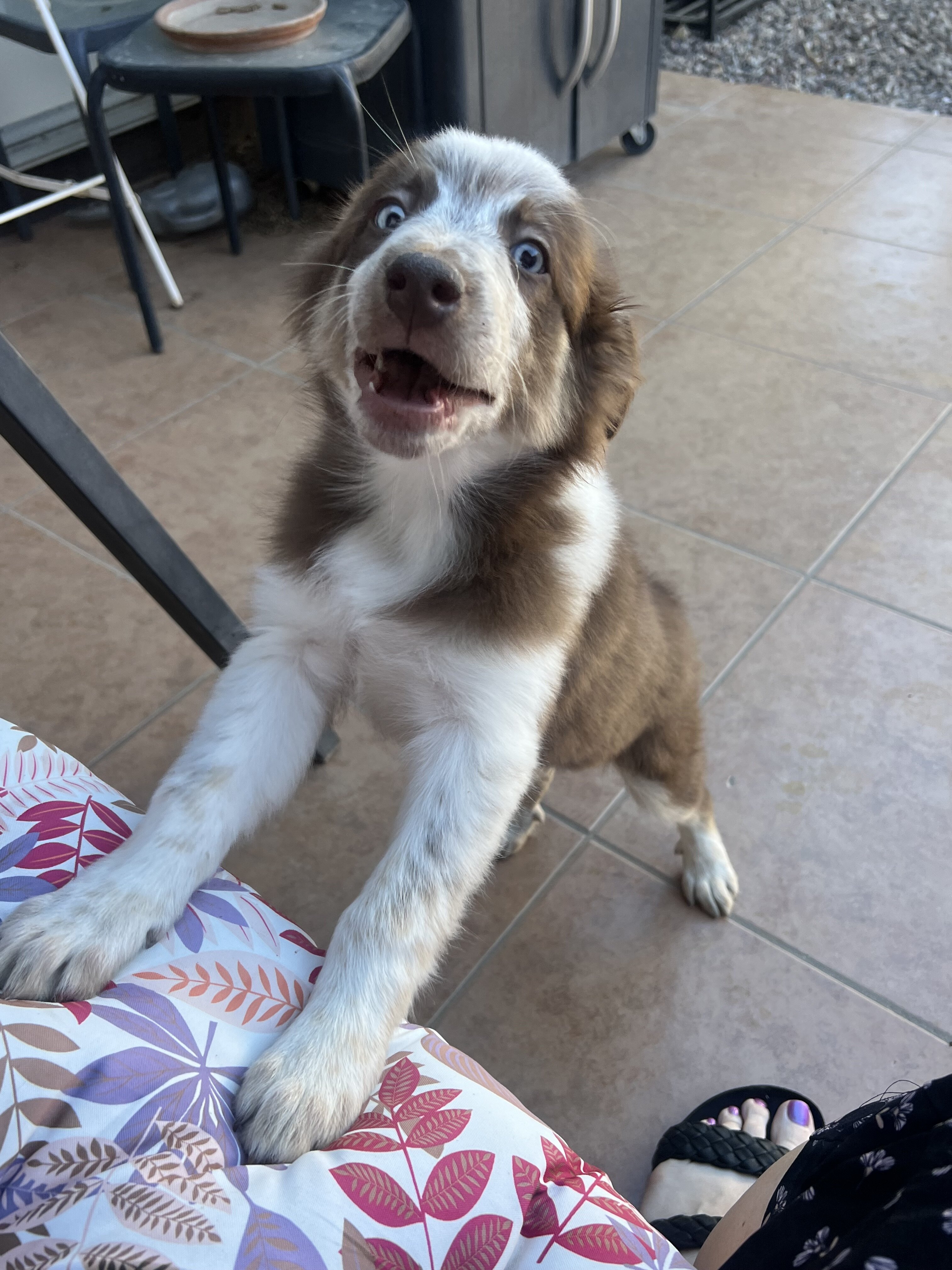 Australian shepherd puppies image 3