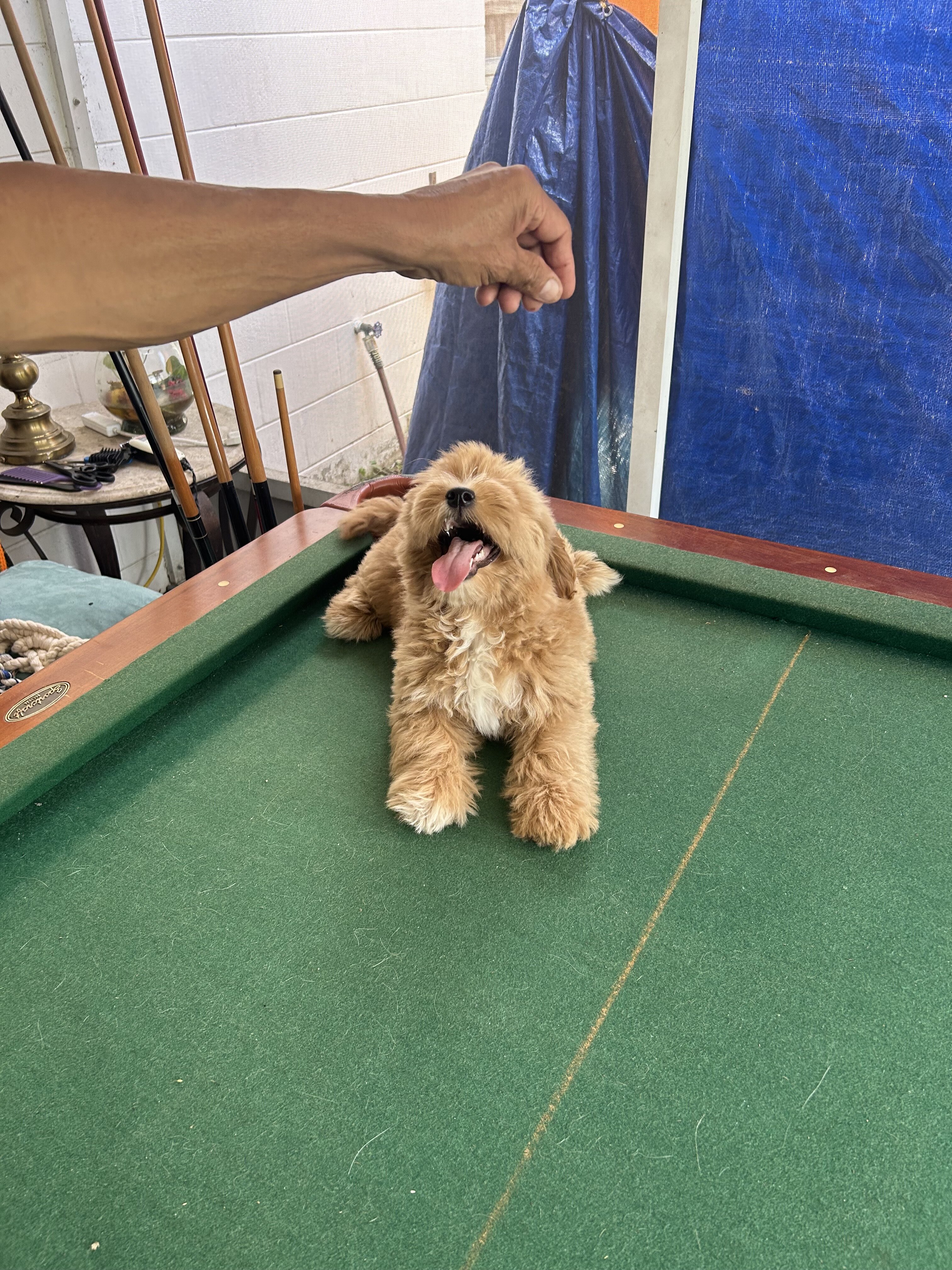 Goldenbichondoodle image 3