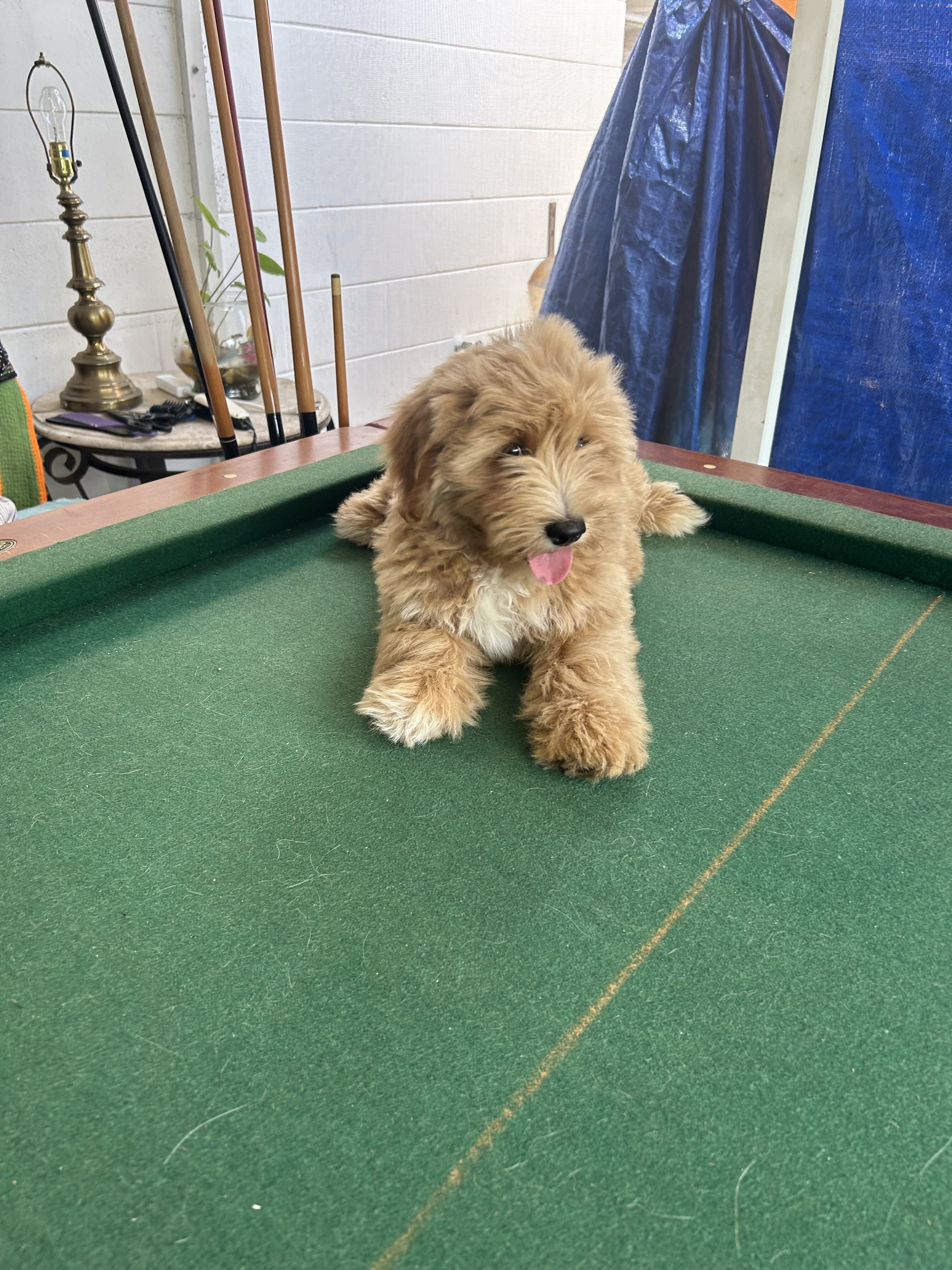 Goldenbichondoodle image 4