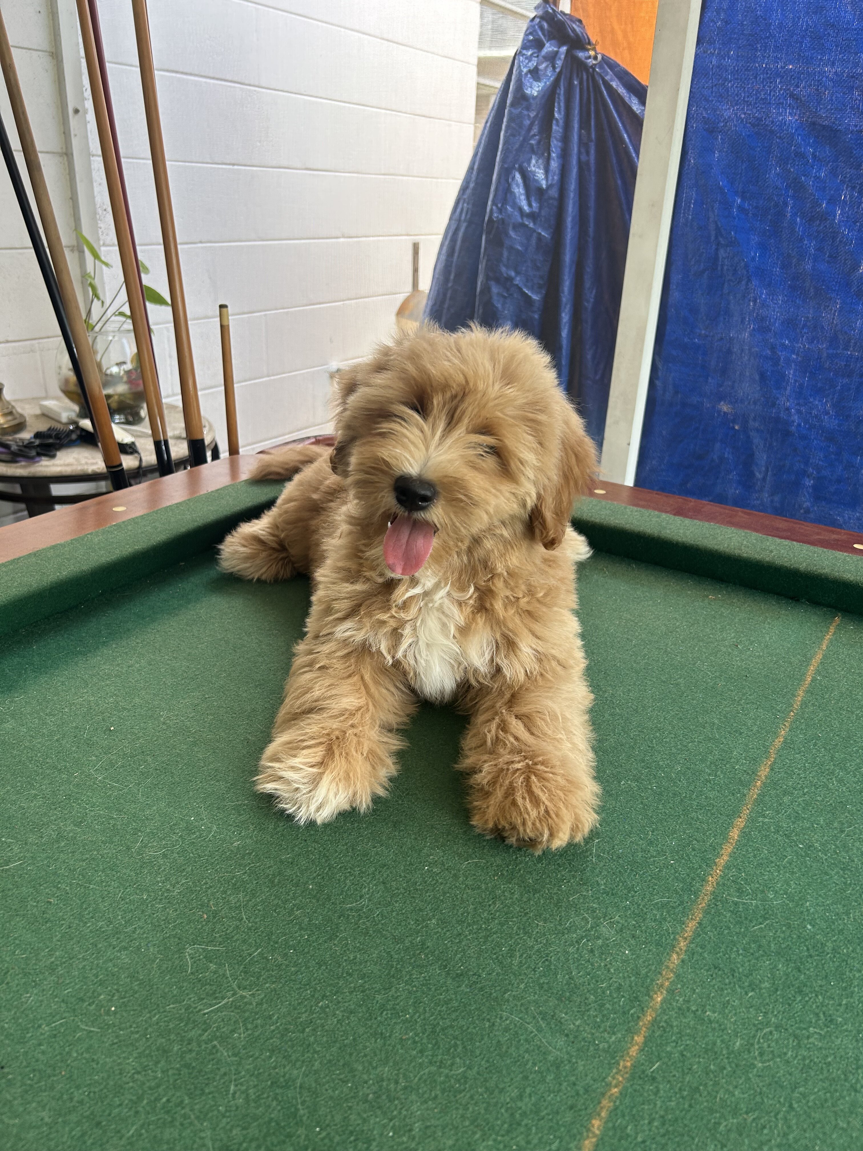 Goldenbichondoodle image 1