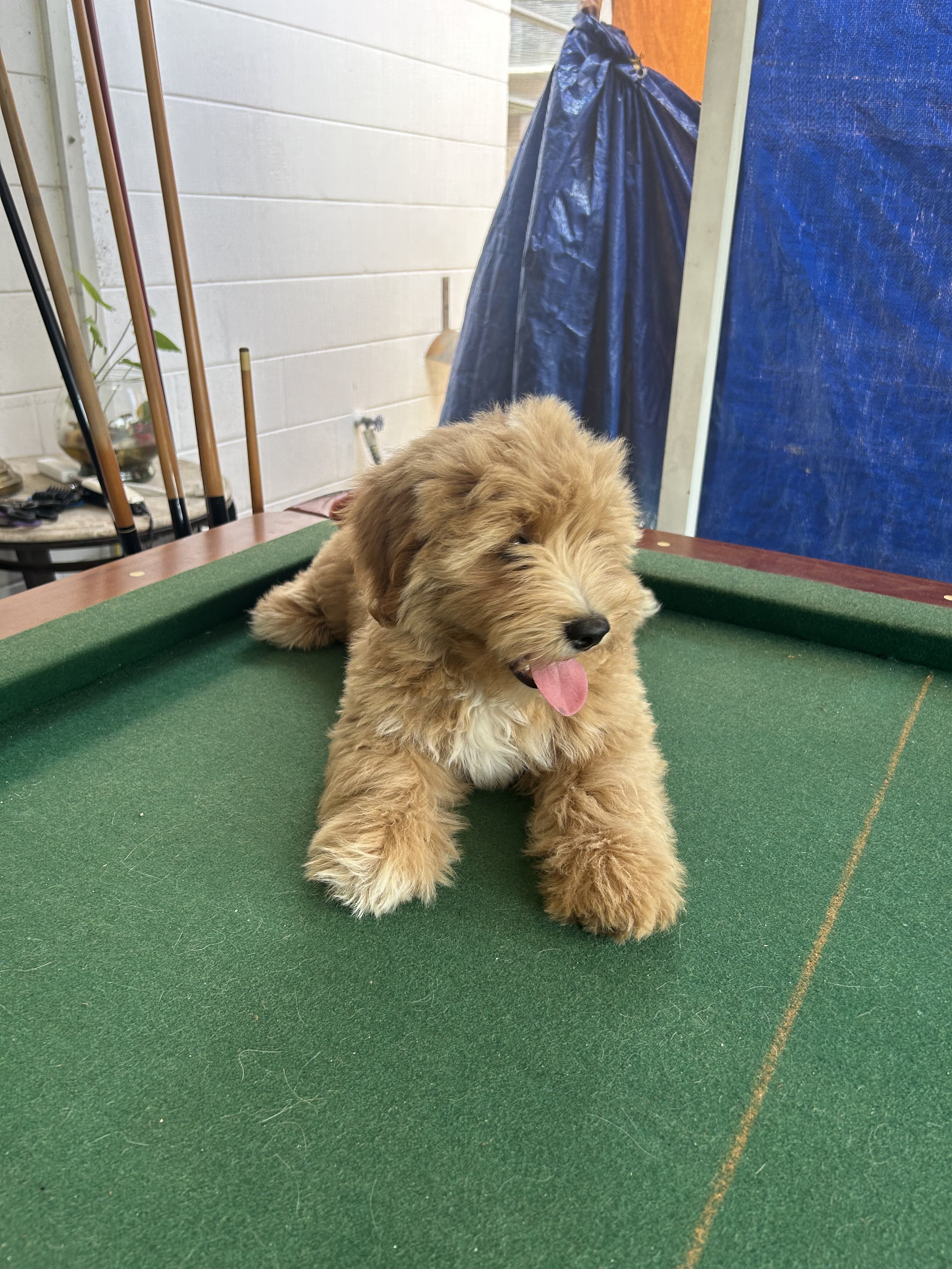 Goldenbichondoodle image 2