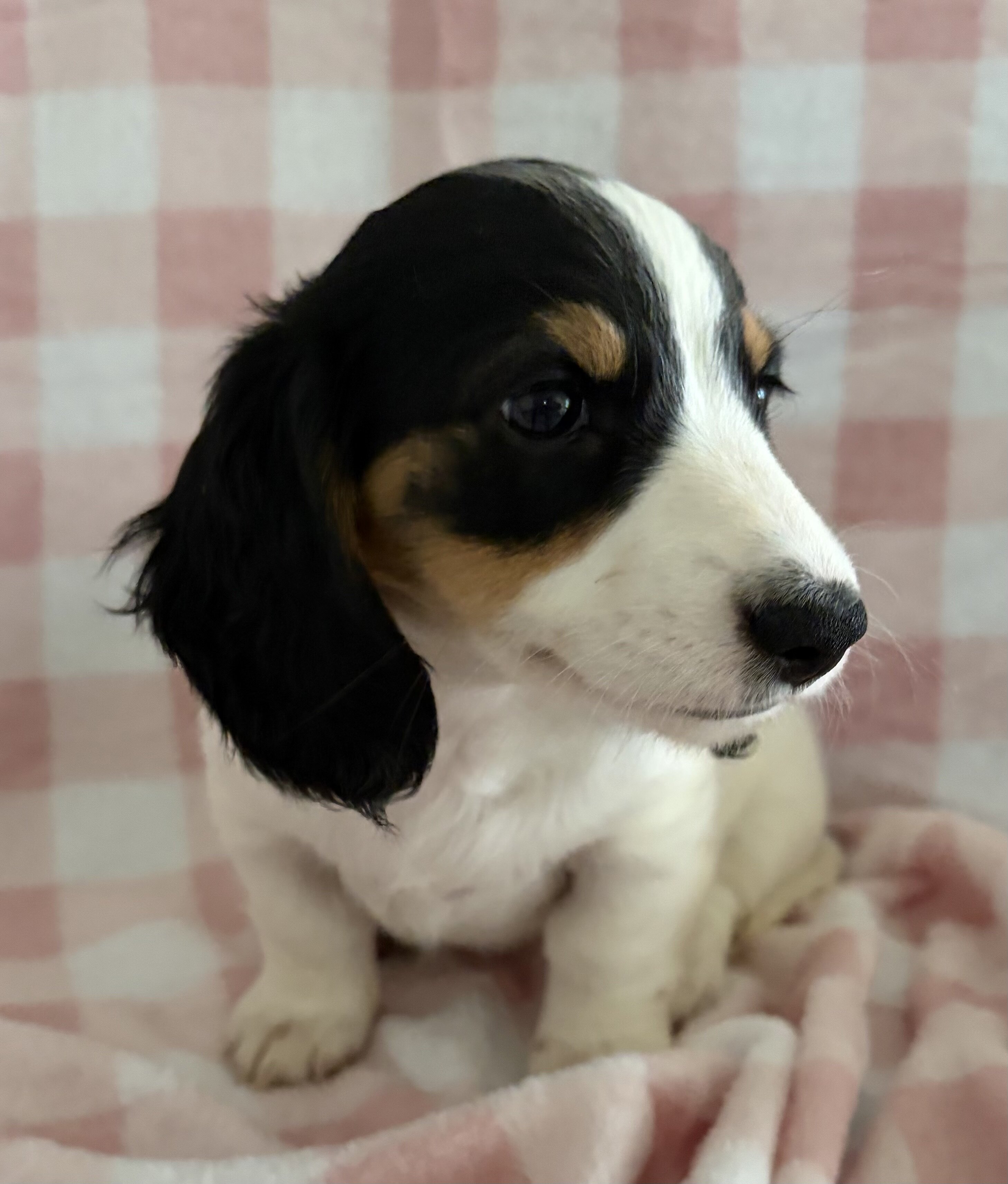 Dachshund Miniature image 4