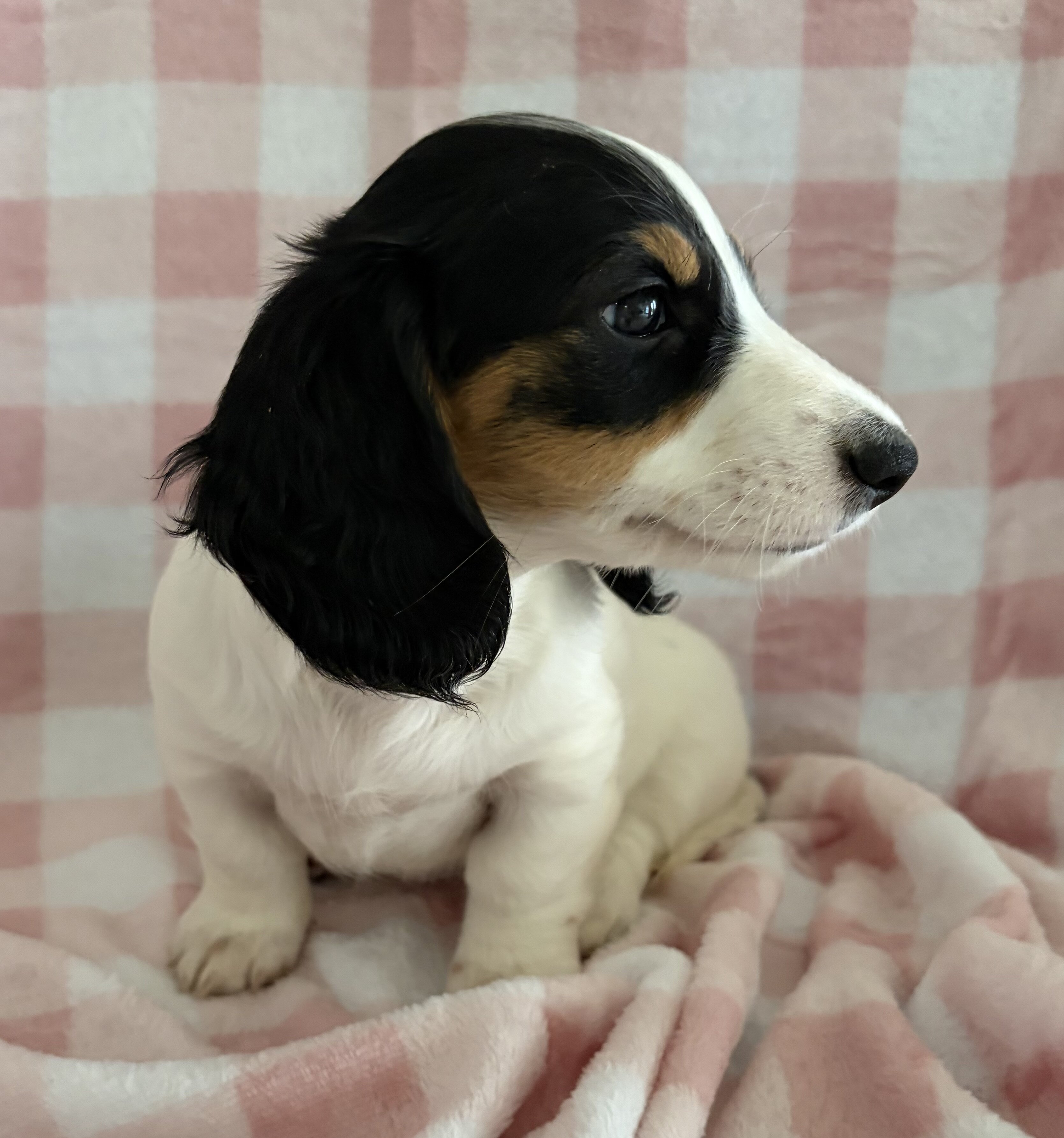 Dachshund Miniature image 2