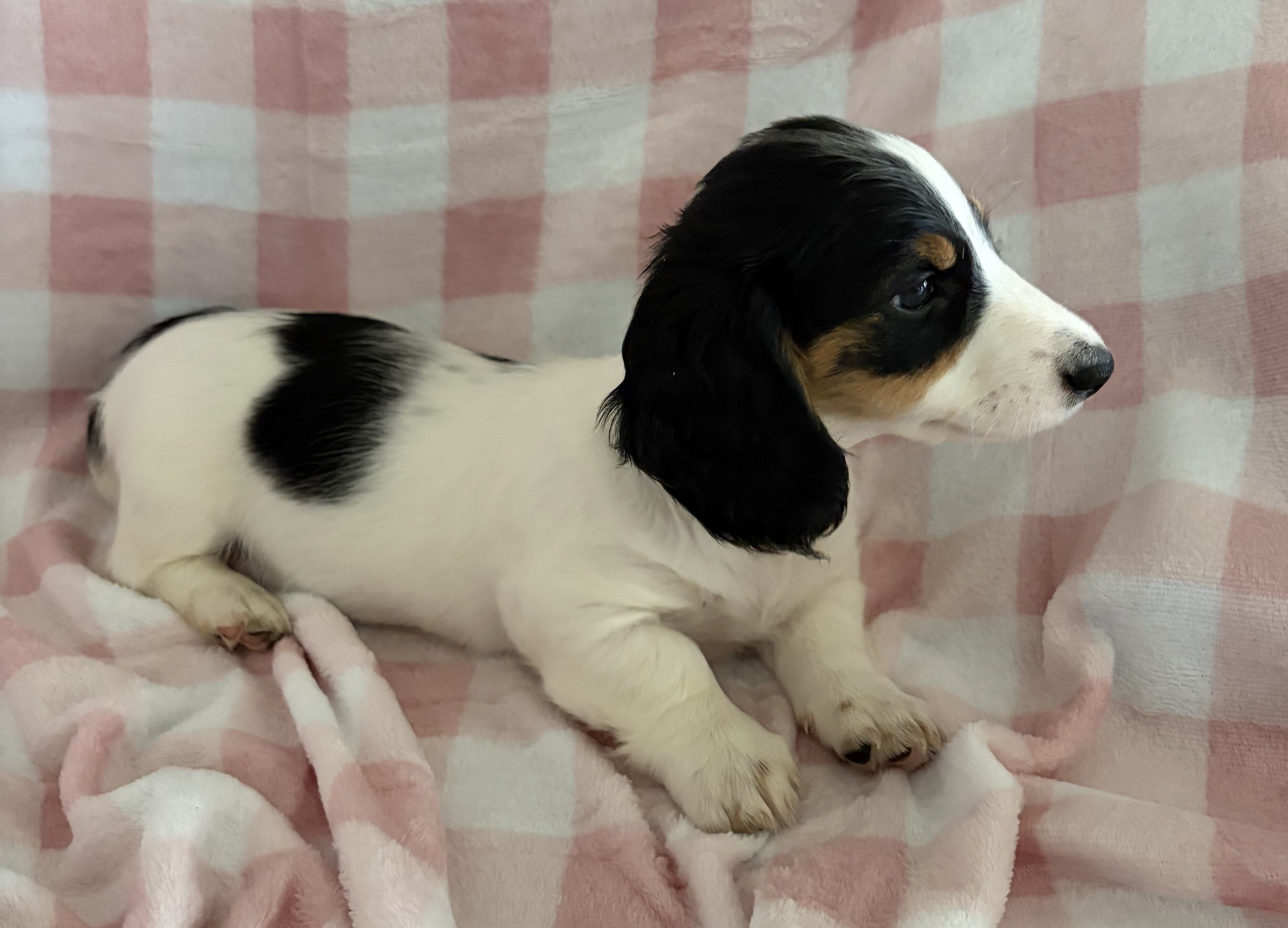 Dachshund Miniature image 3