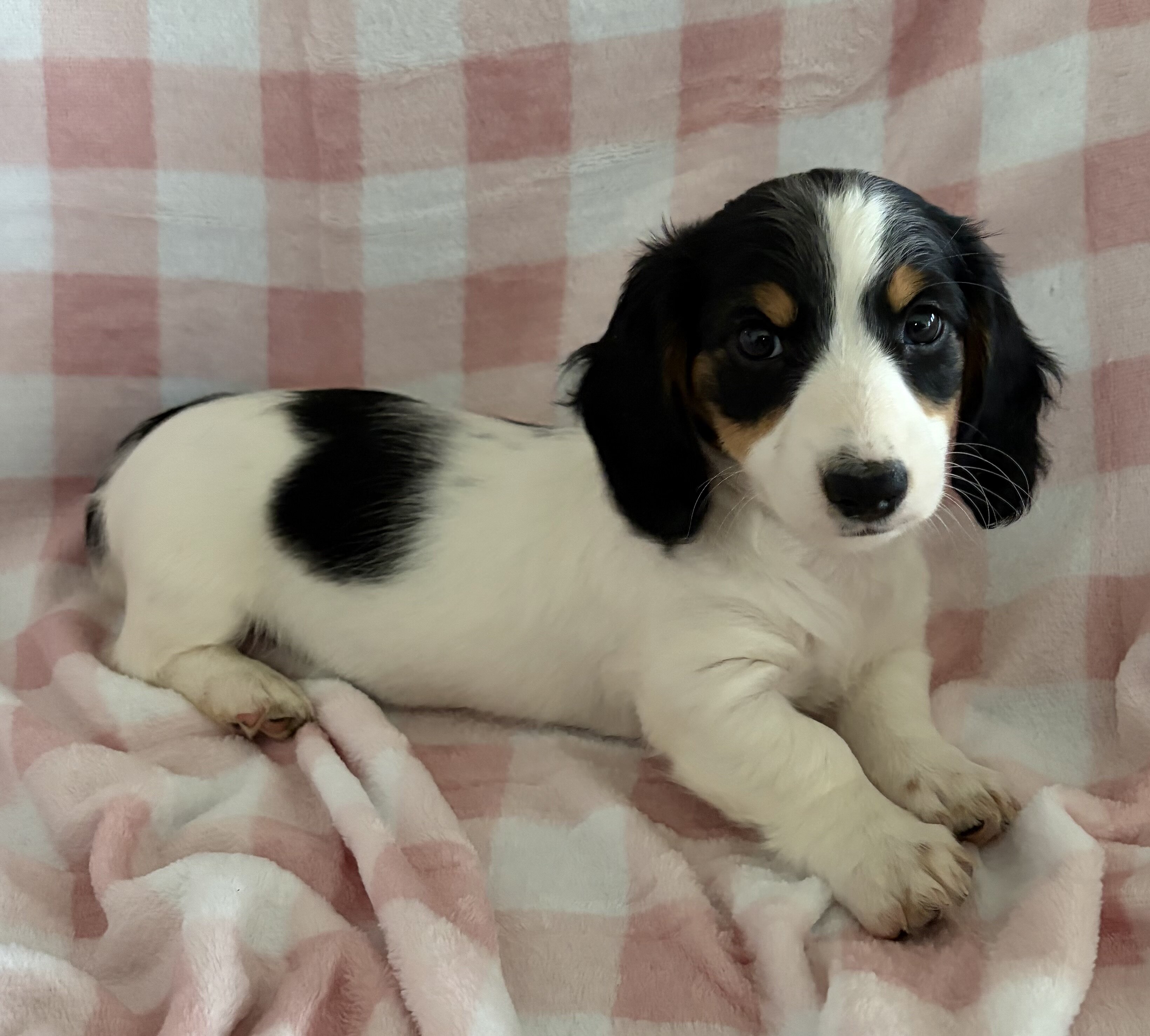 Dachshund Miniature image 1