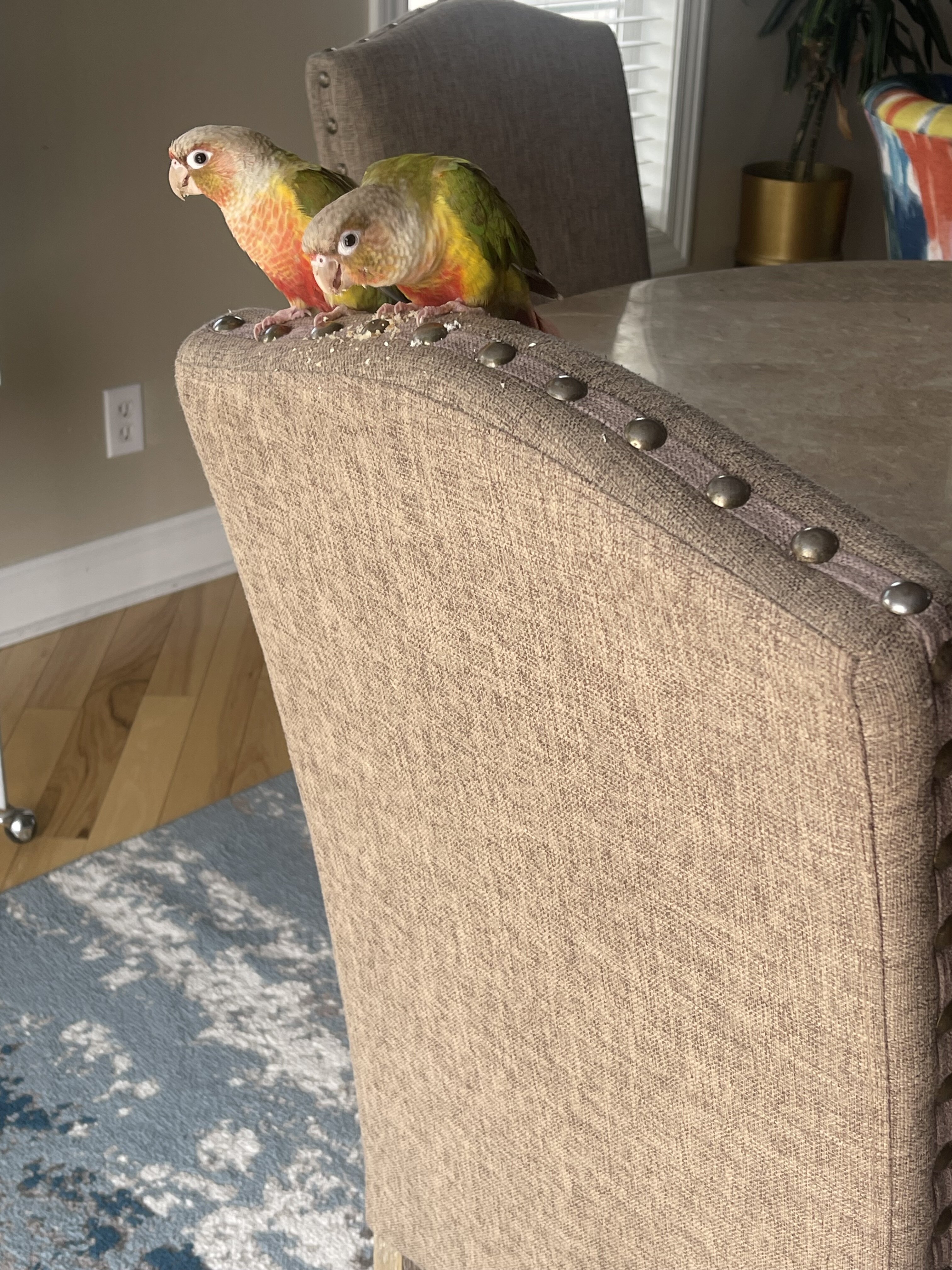 Pineapple green cheek conures image 1