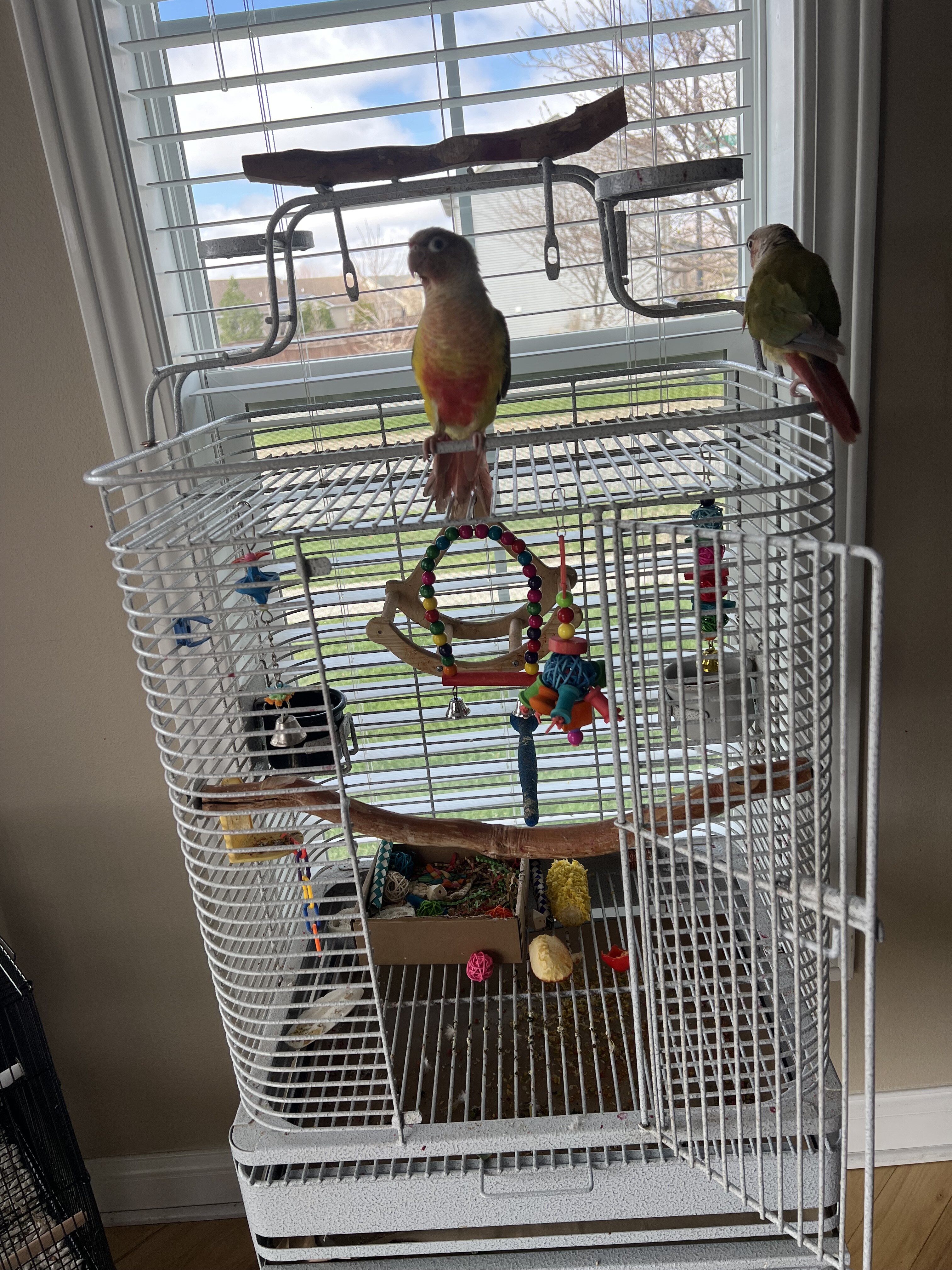 Pineapple green cheek conures image 4