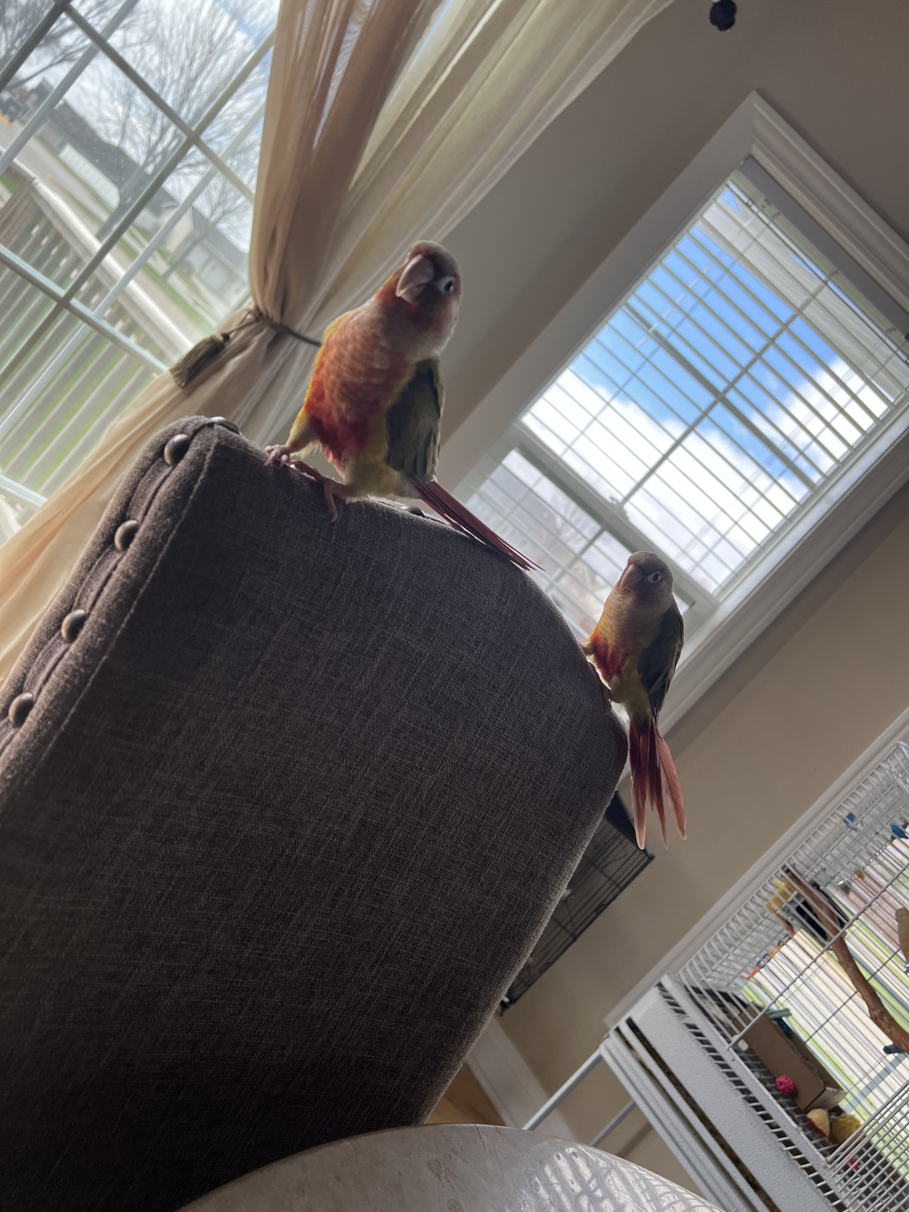 Pineapple green cheek conures image 6